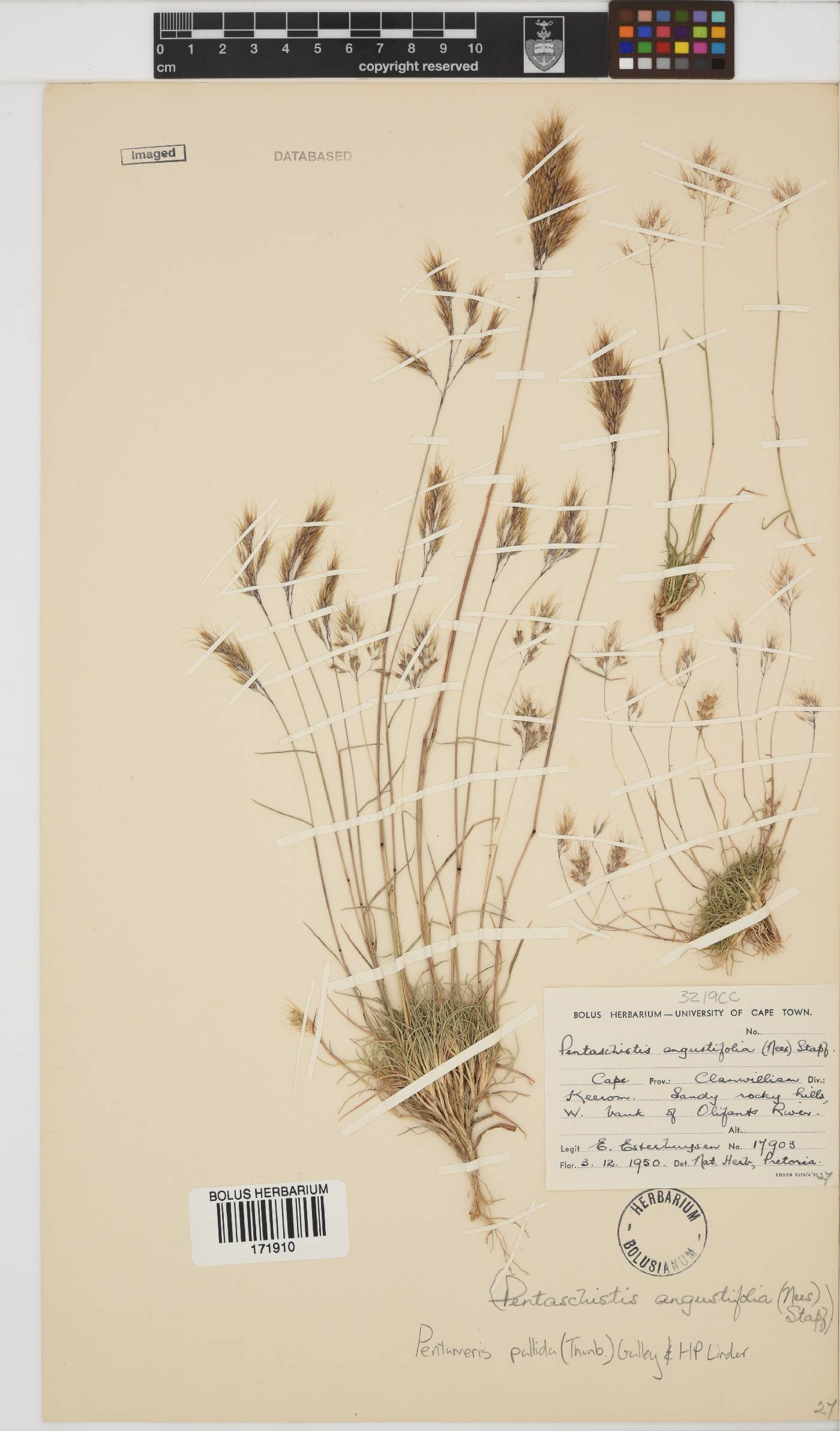 Pentameris pallida image