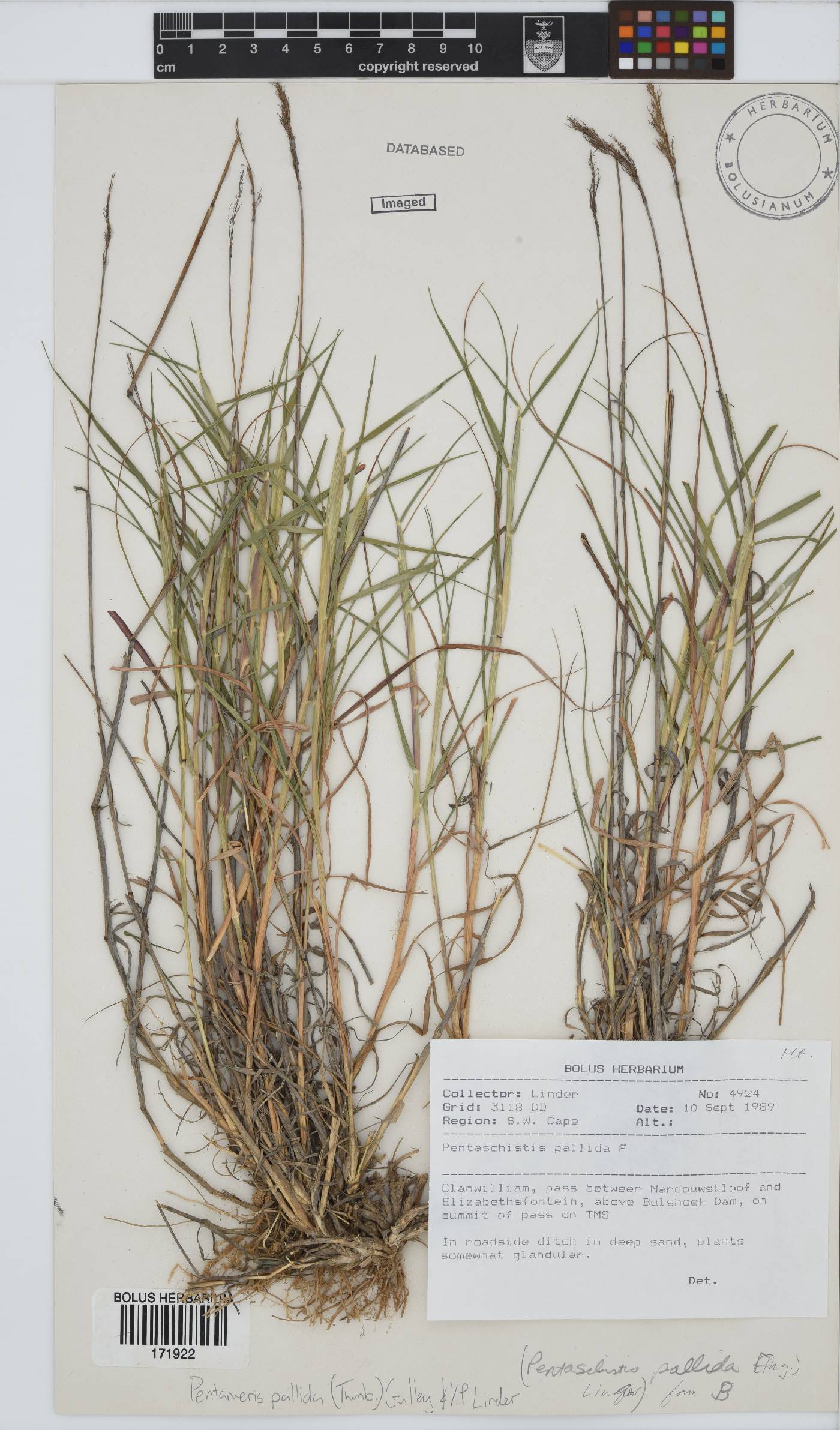 Pentameris pallida image