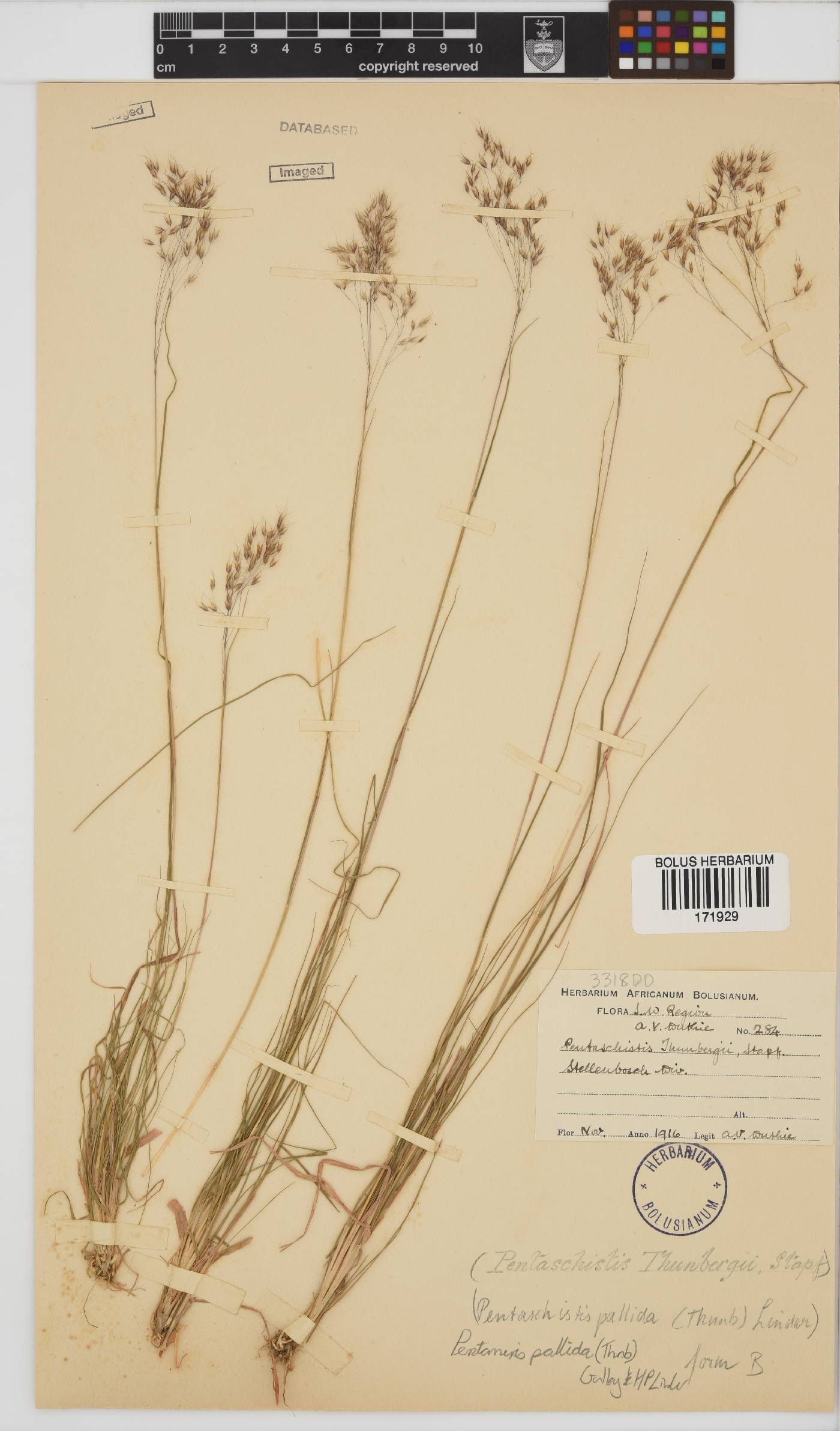 Pentameris pallida image