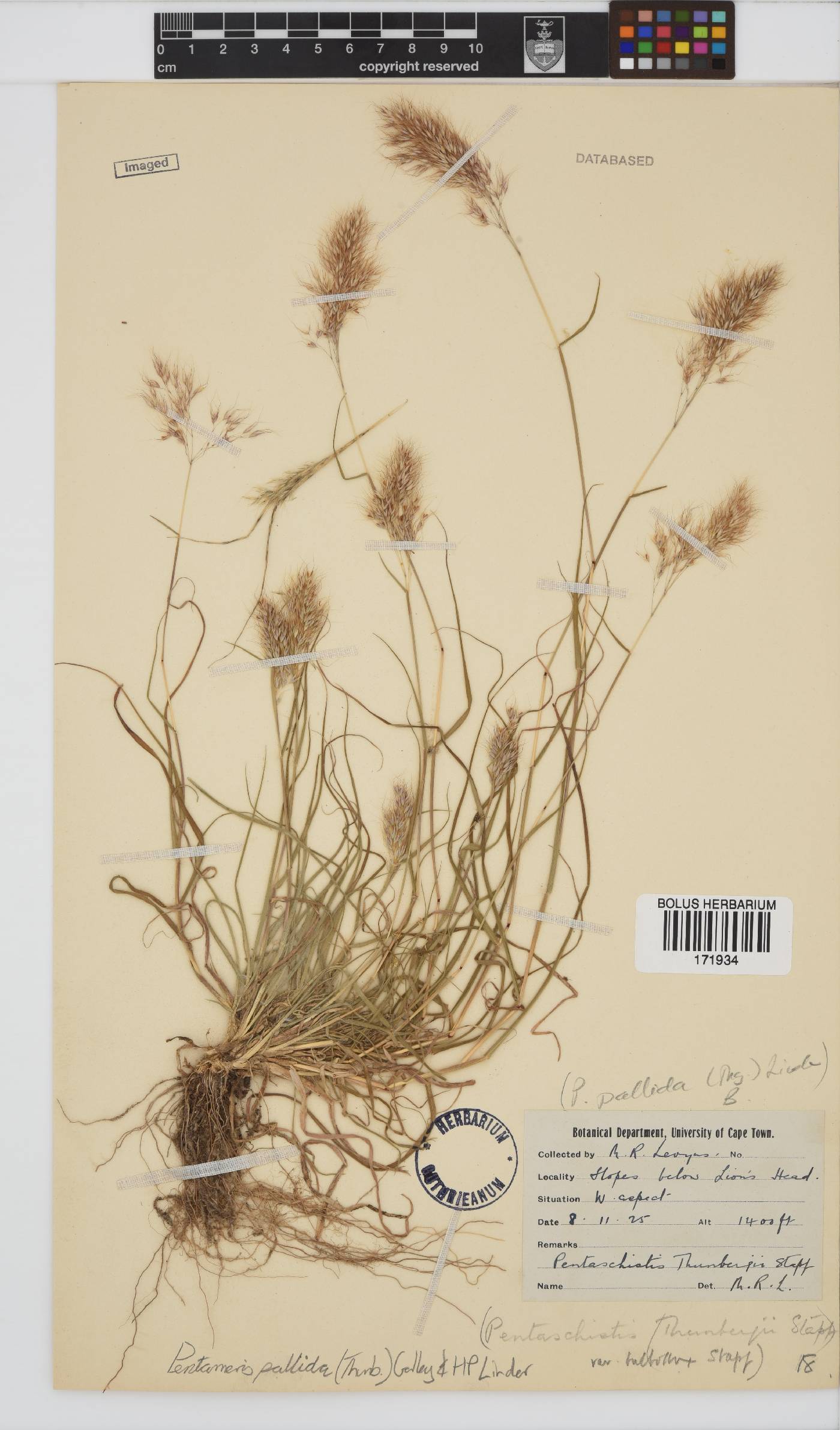 Pentameris pallida image