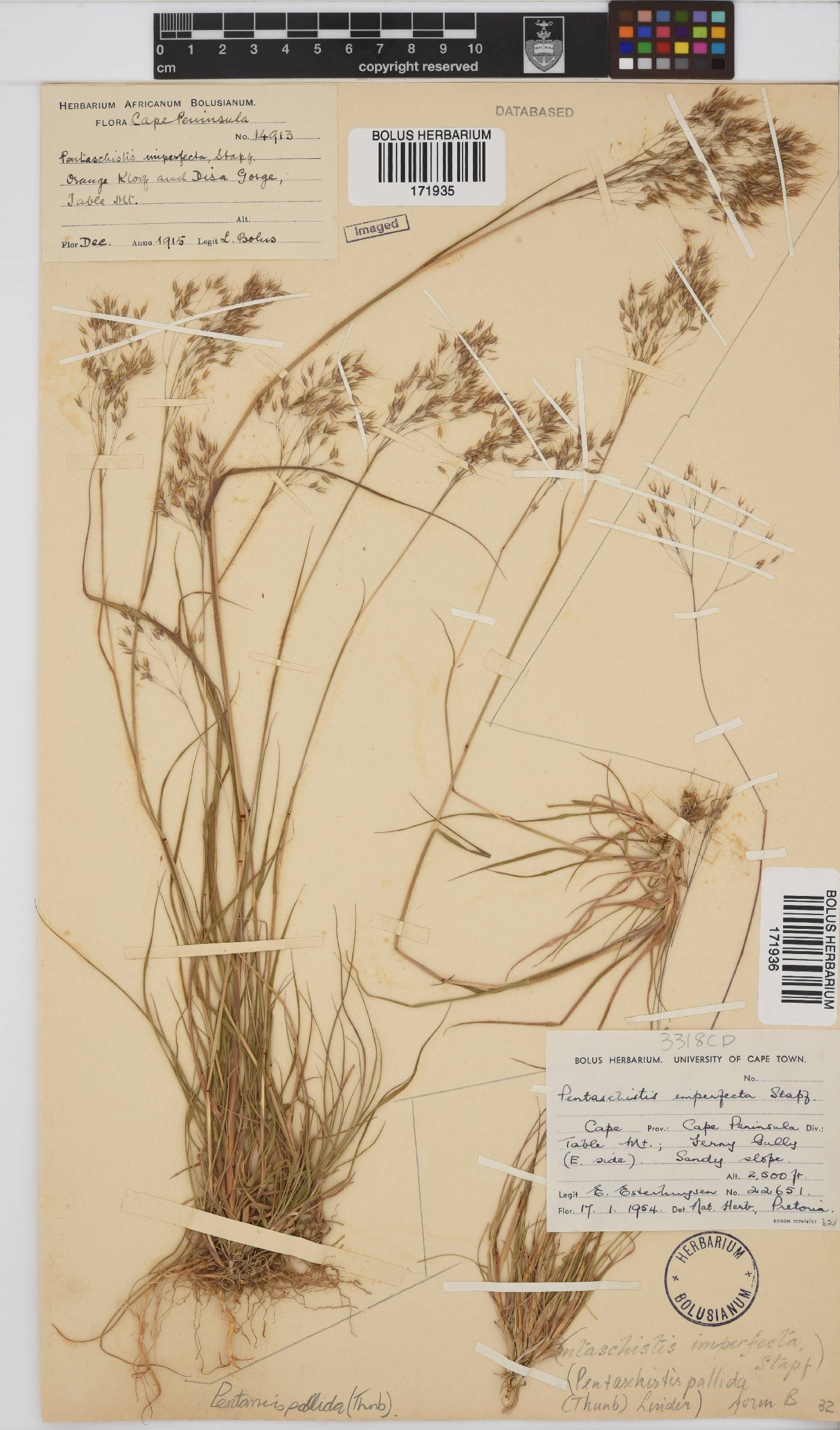 Pentameris pallida image