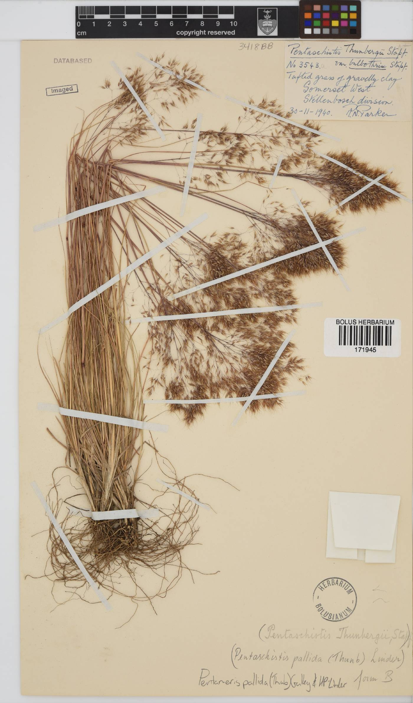 Pentameris pallida image