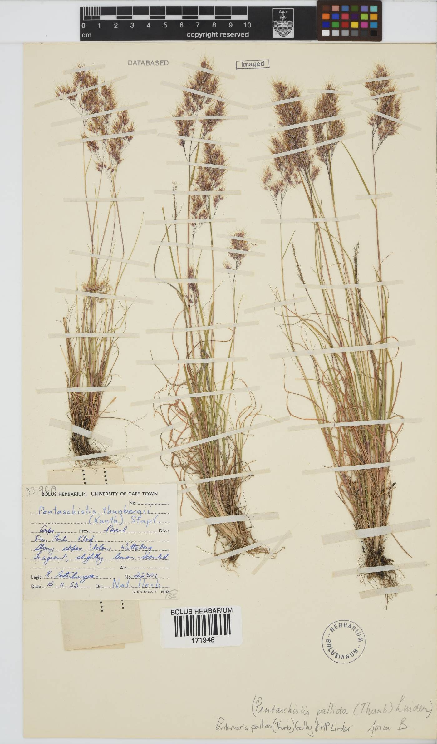Pentameris pallida image