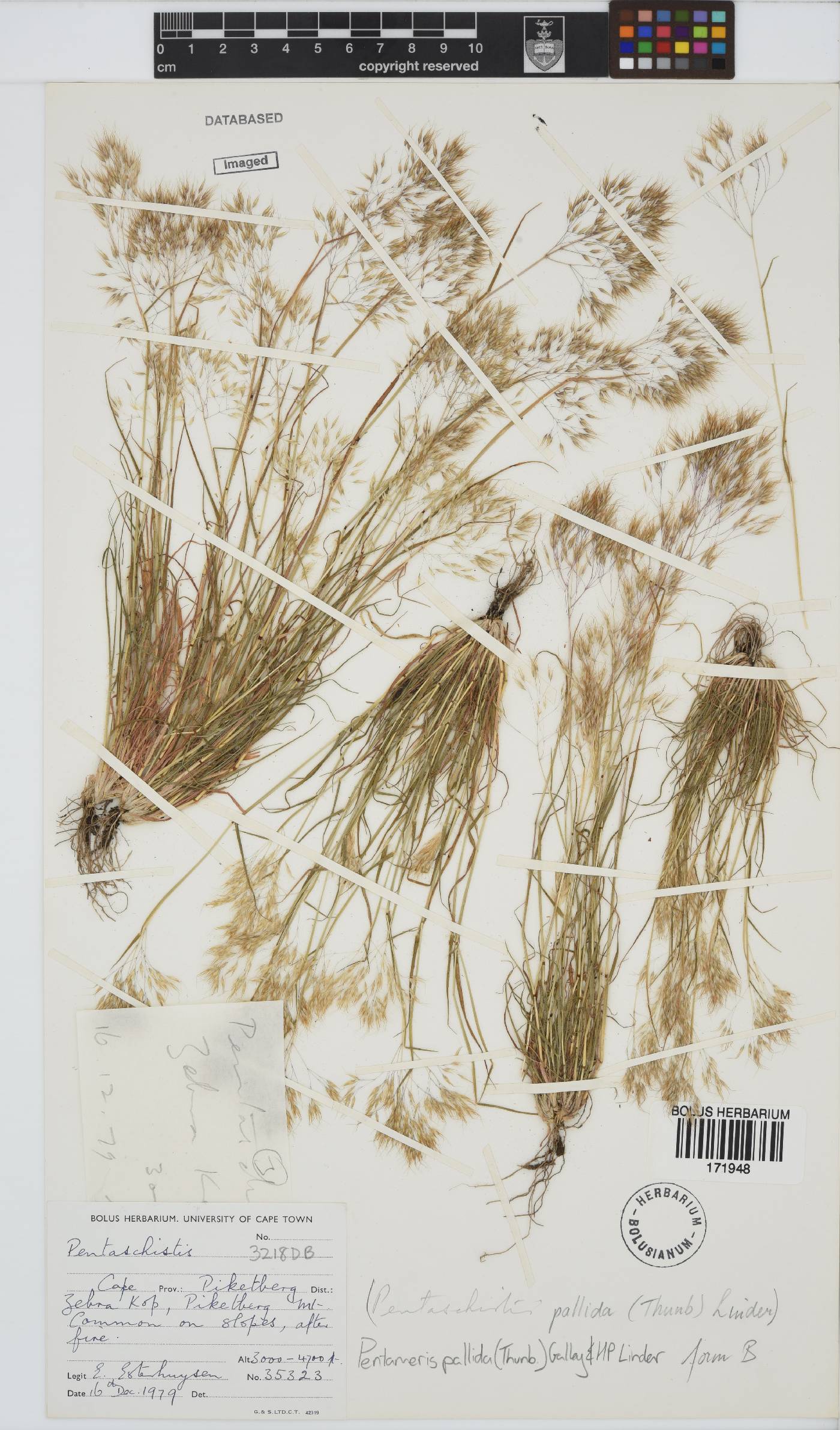 Pentameris pallida image