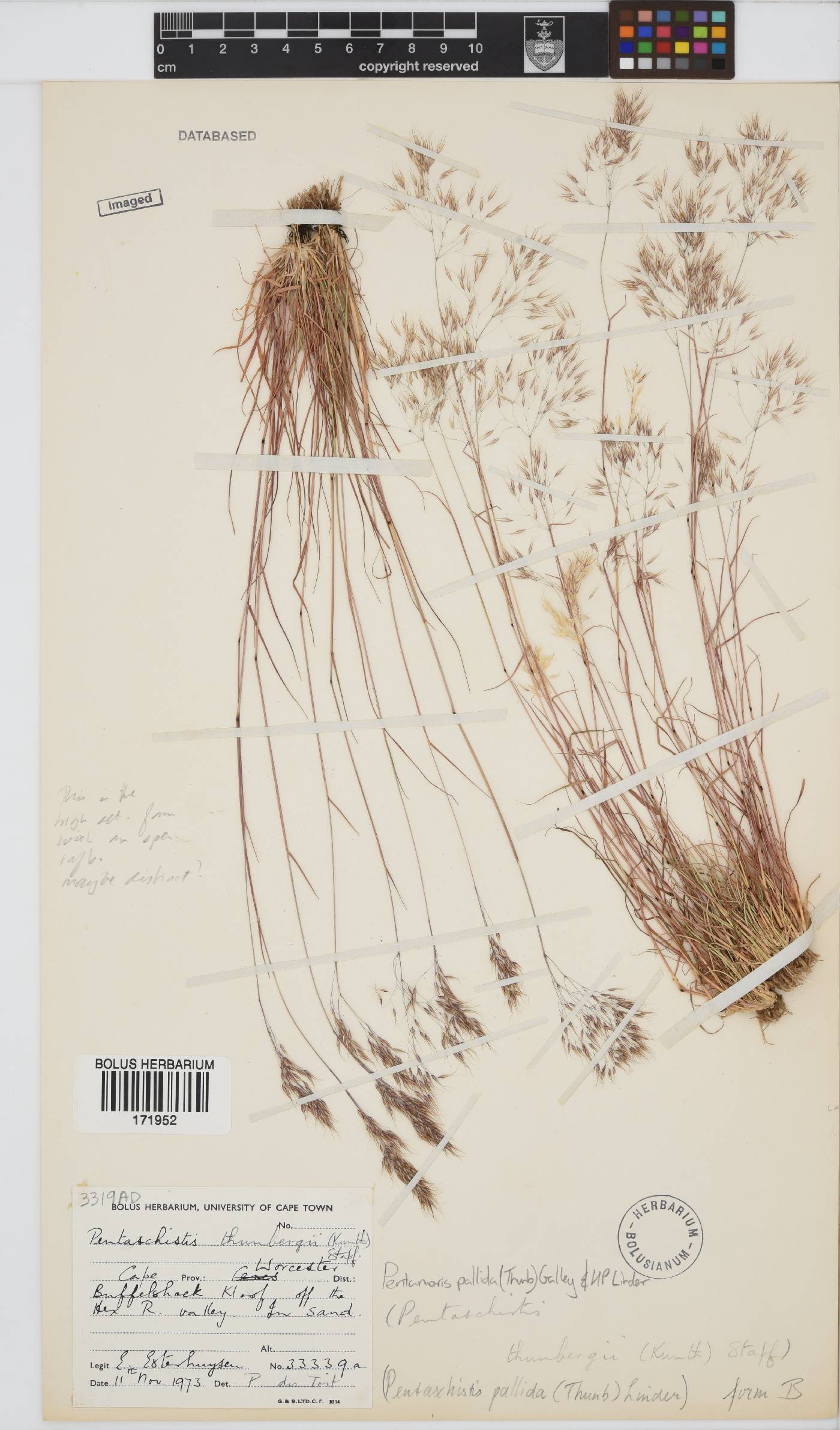 Pentameris pallida image