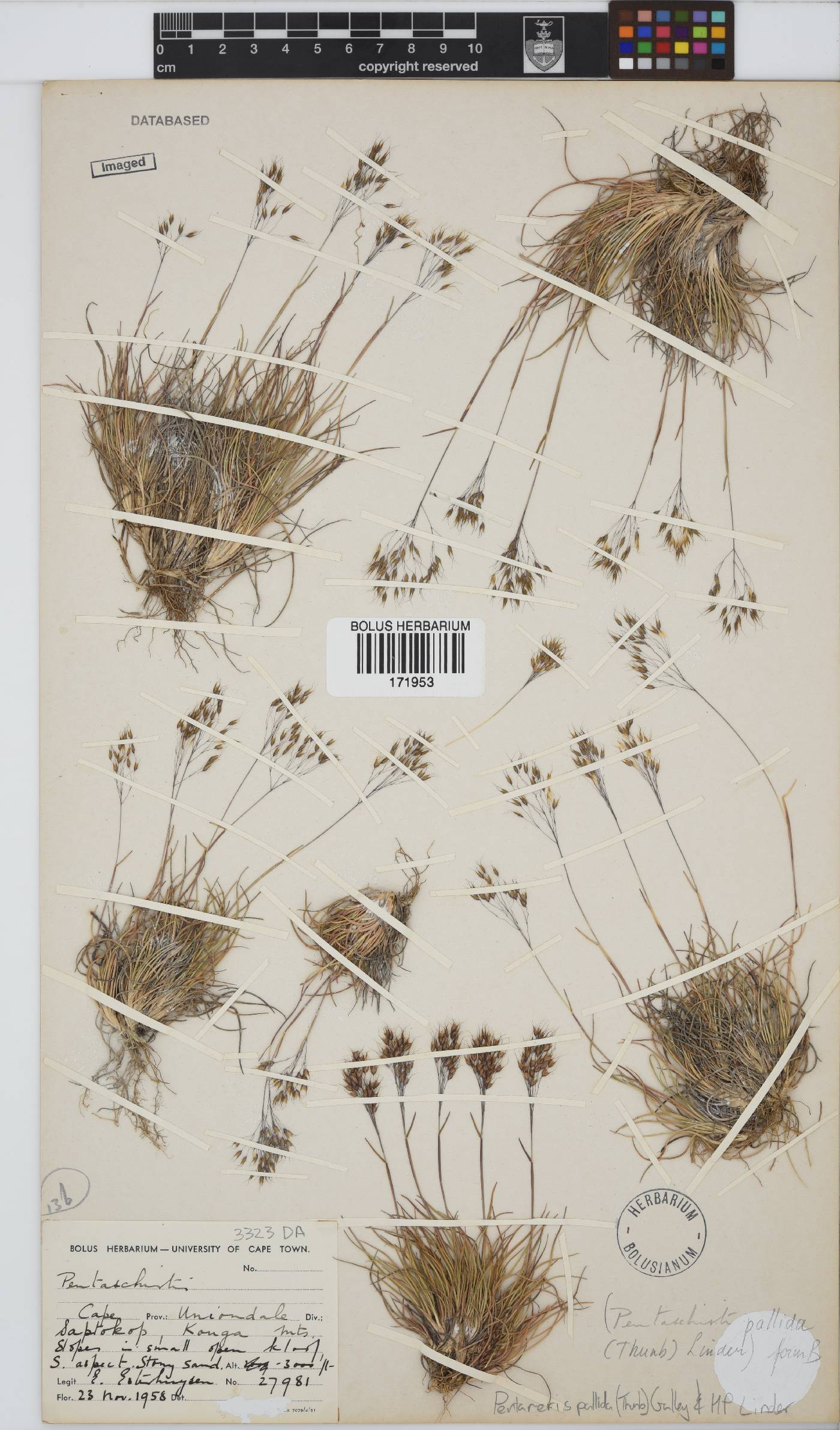 Pentameris pallida image