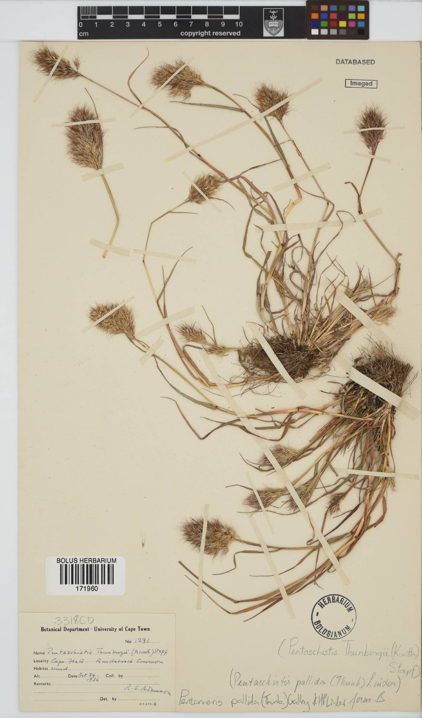 Pentameris pallida image