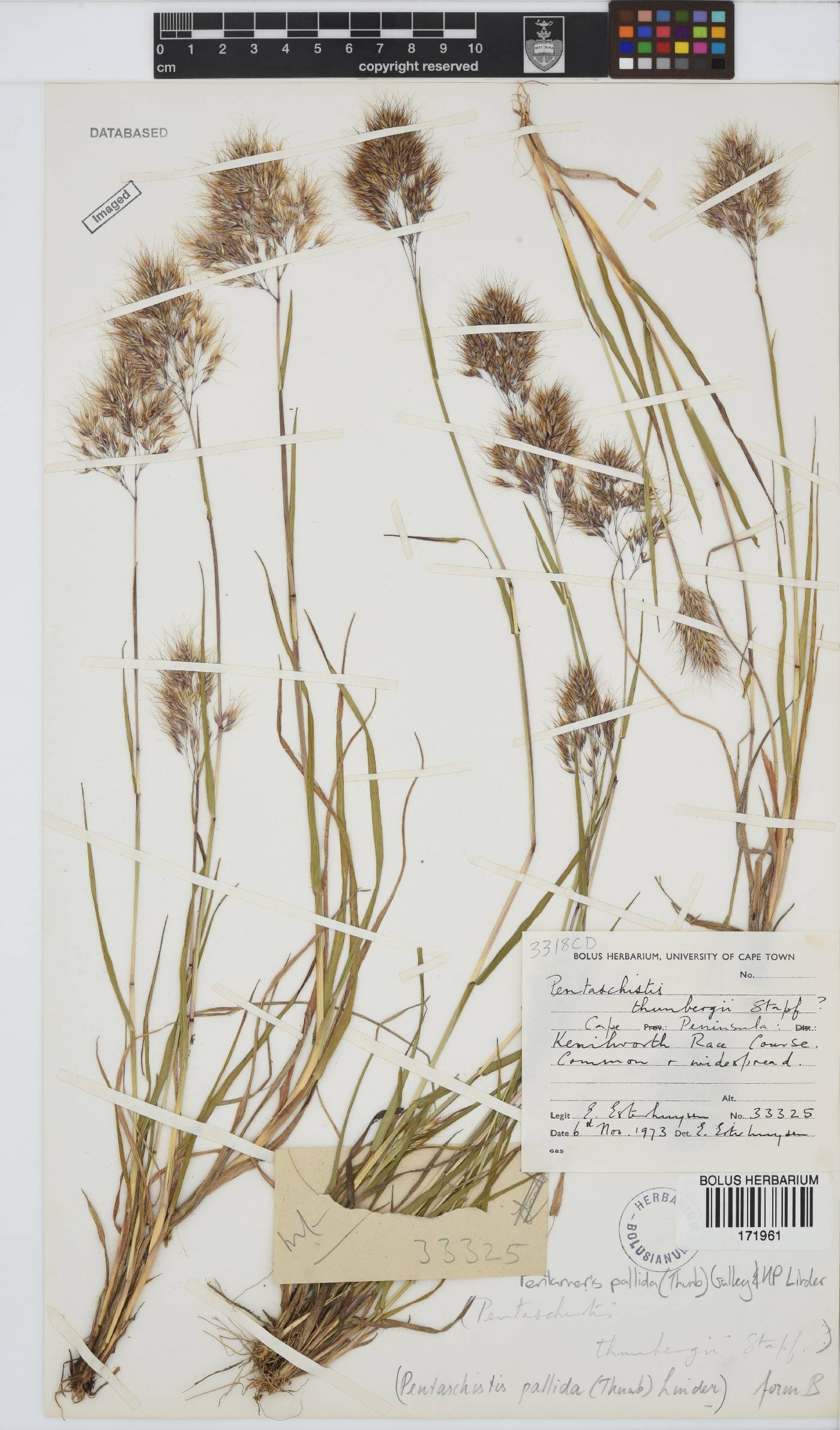 Pentameris pallida image