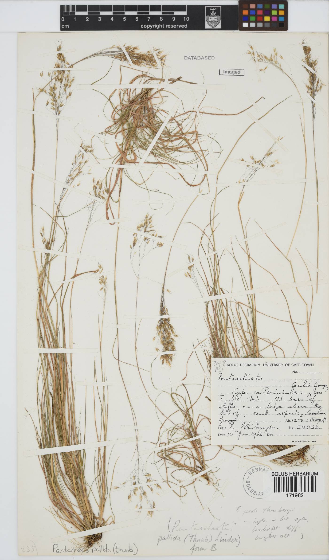 Pentameris pallida image