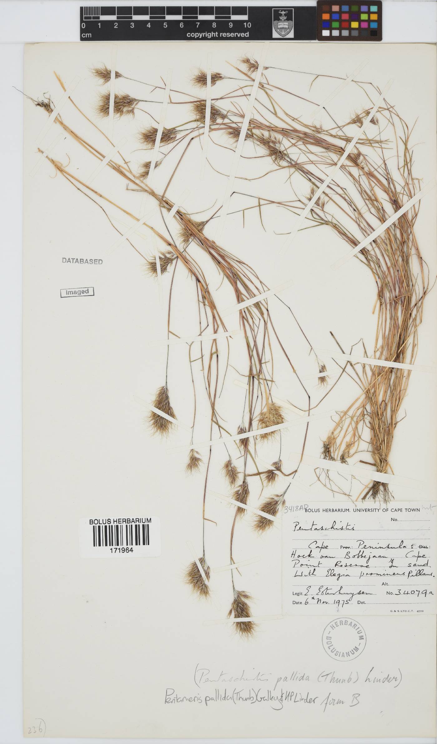 Pentameris pallida image