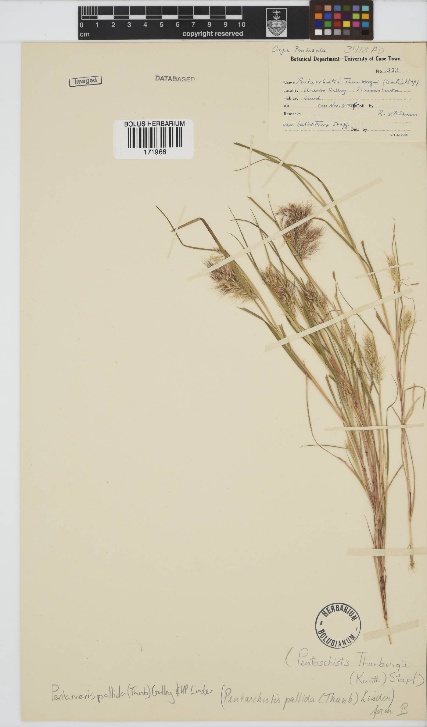 Pentameris pallida image