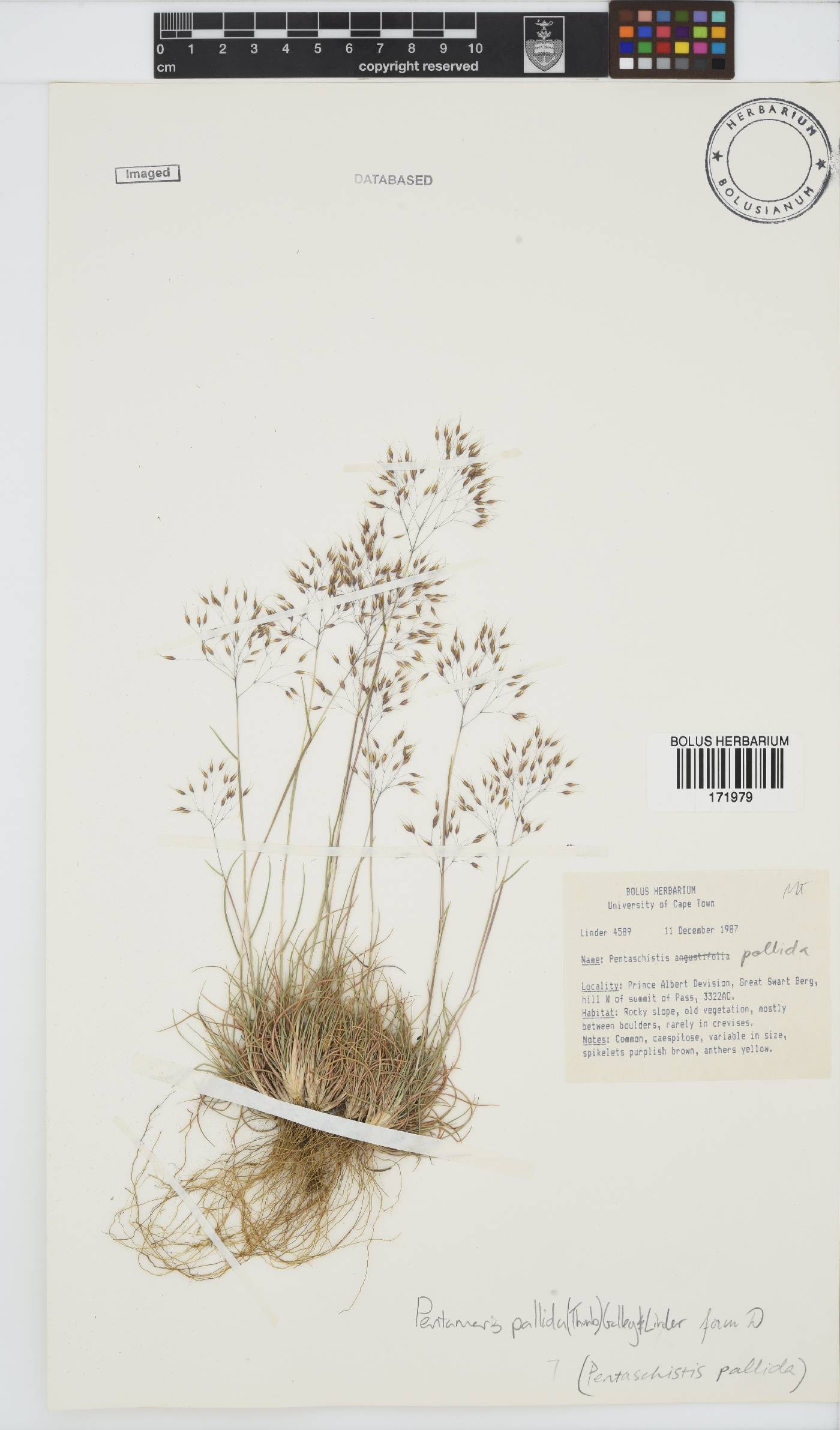 Pentameris pallida image