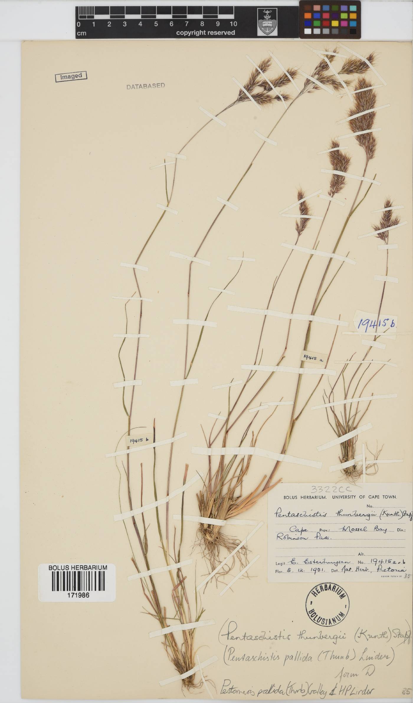 Pentameris pallida image