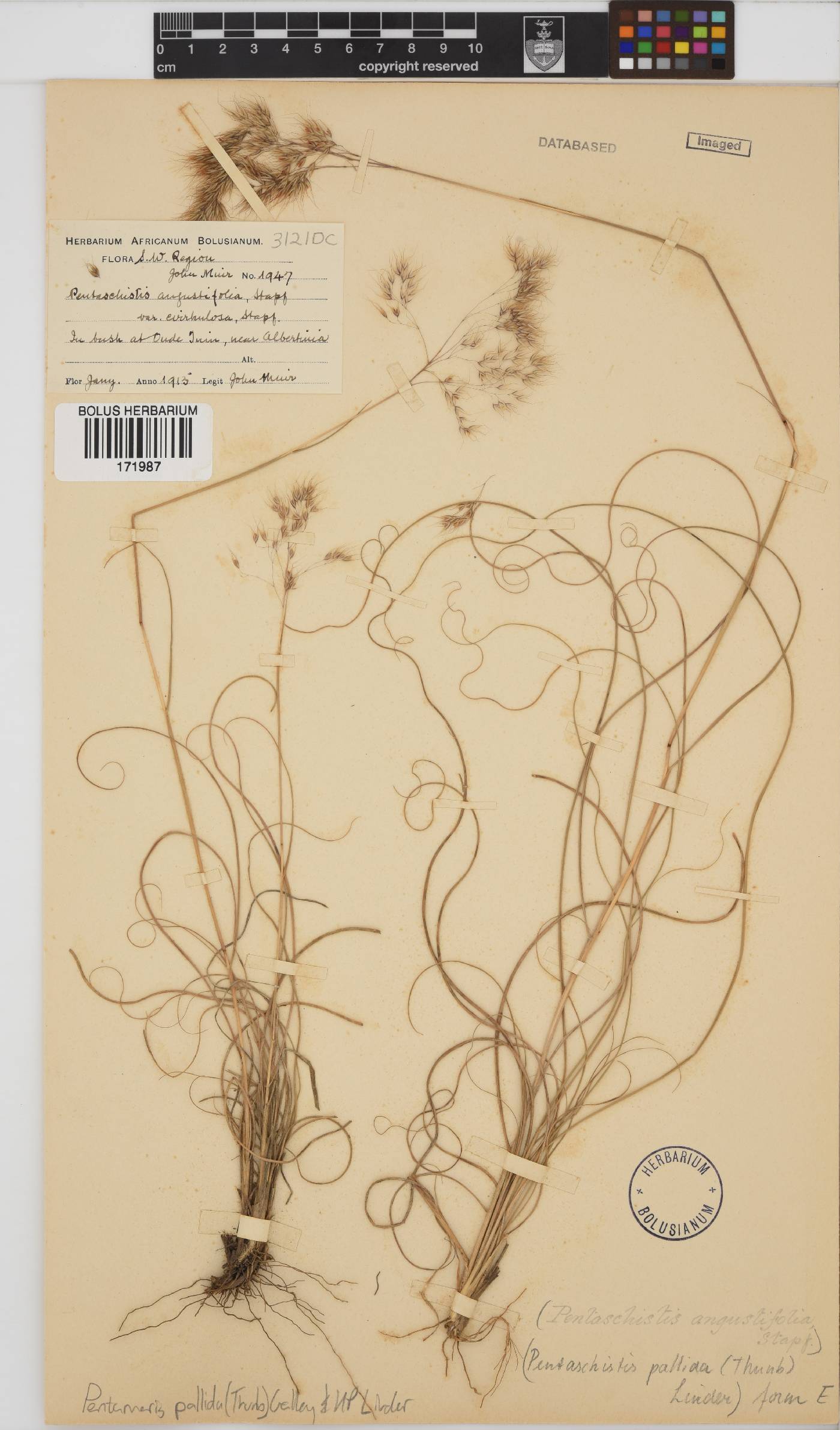 Pentameris pallida image