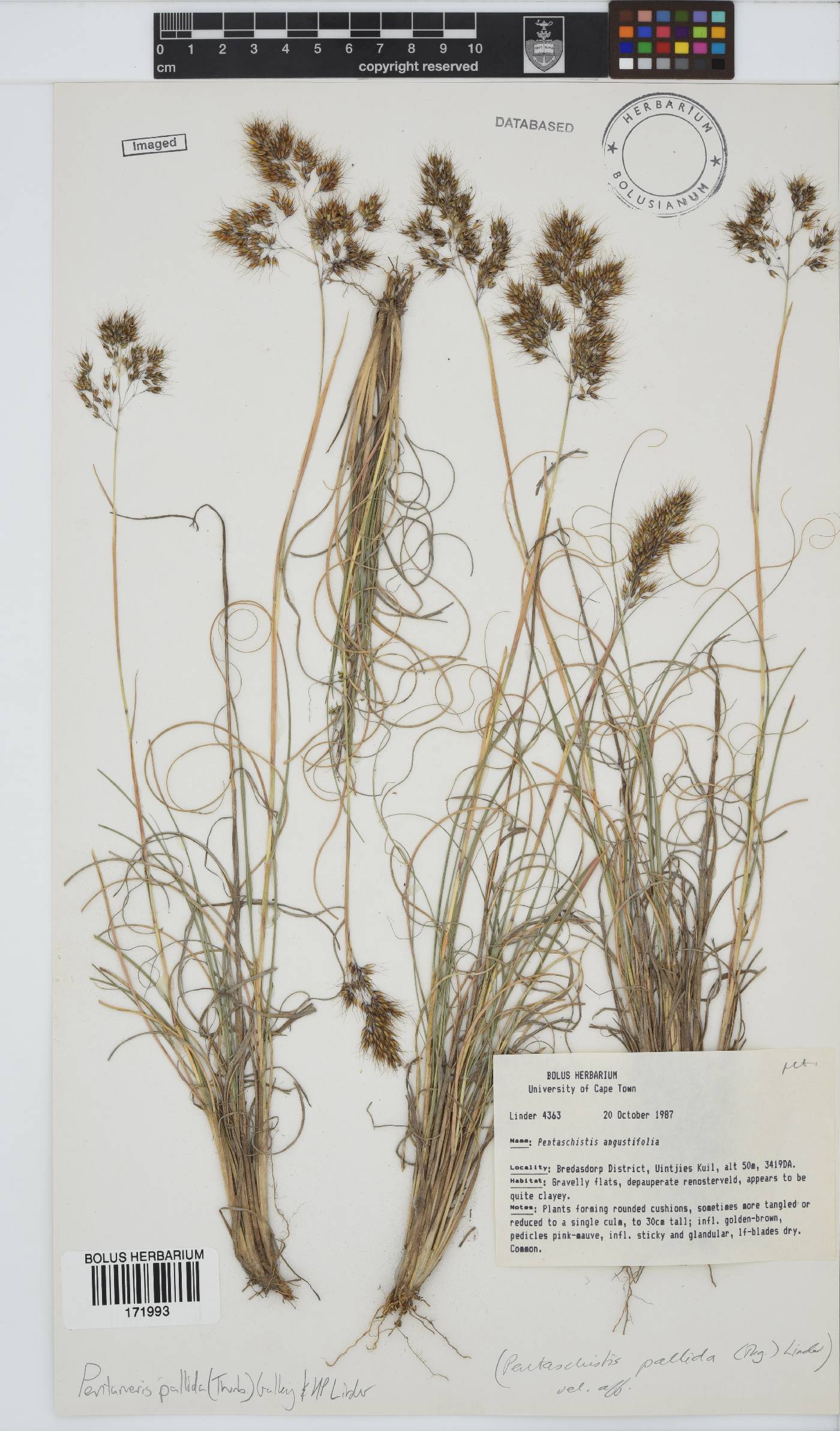 Pentameris pallida image