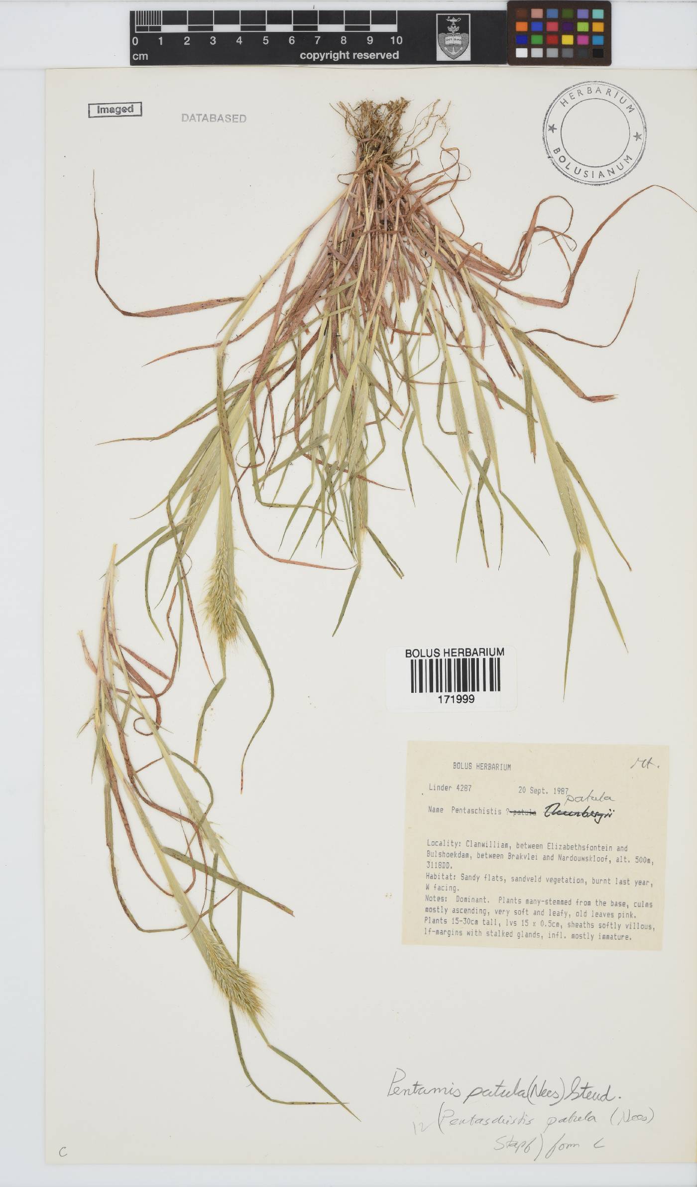Pentameris patula image