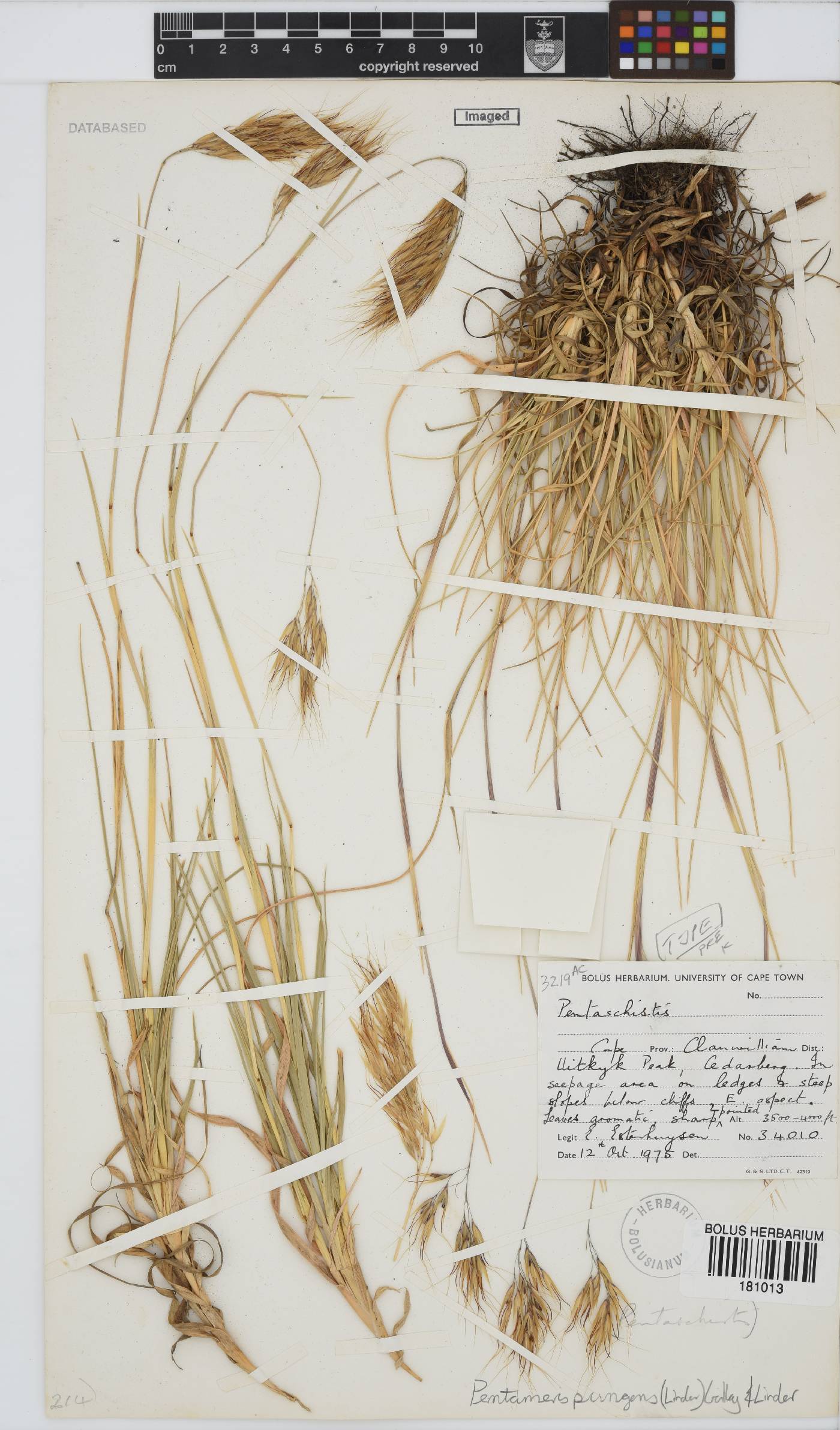 Pentameris pungens image