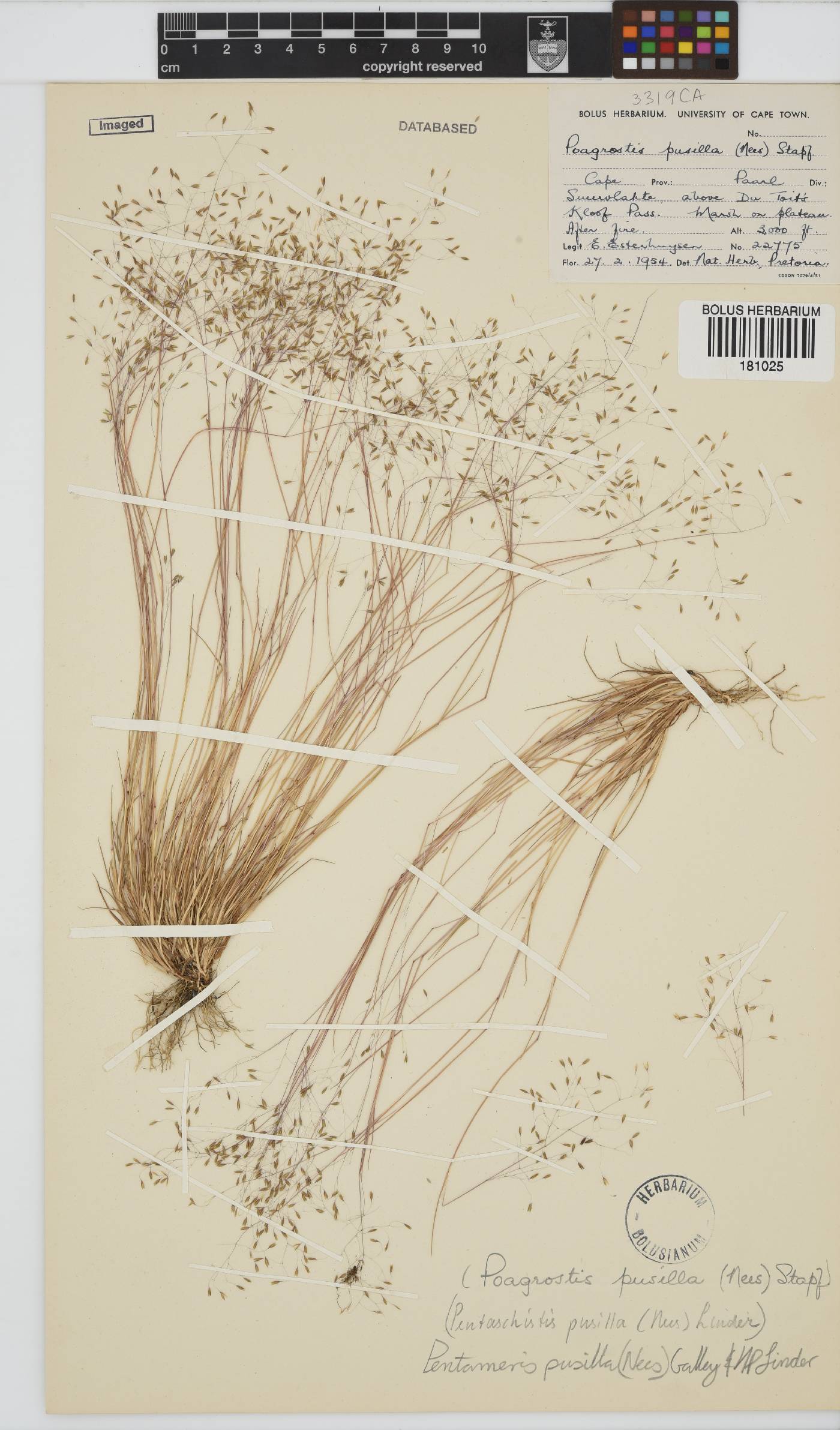 Pentameris pusilla image