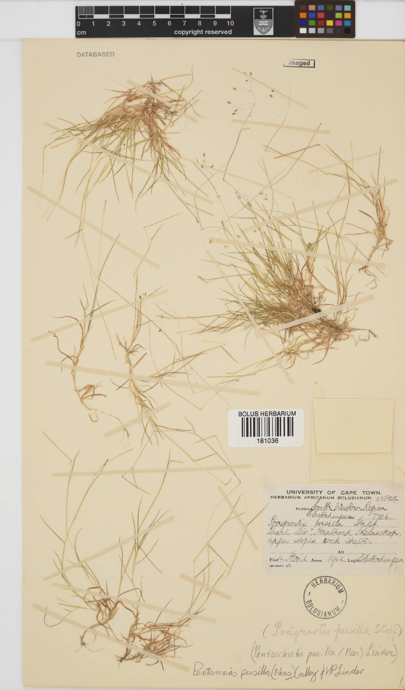 Pentameris pusilla image