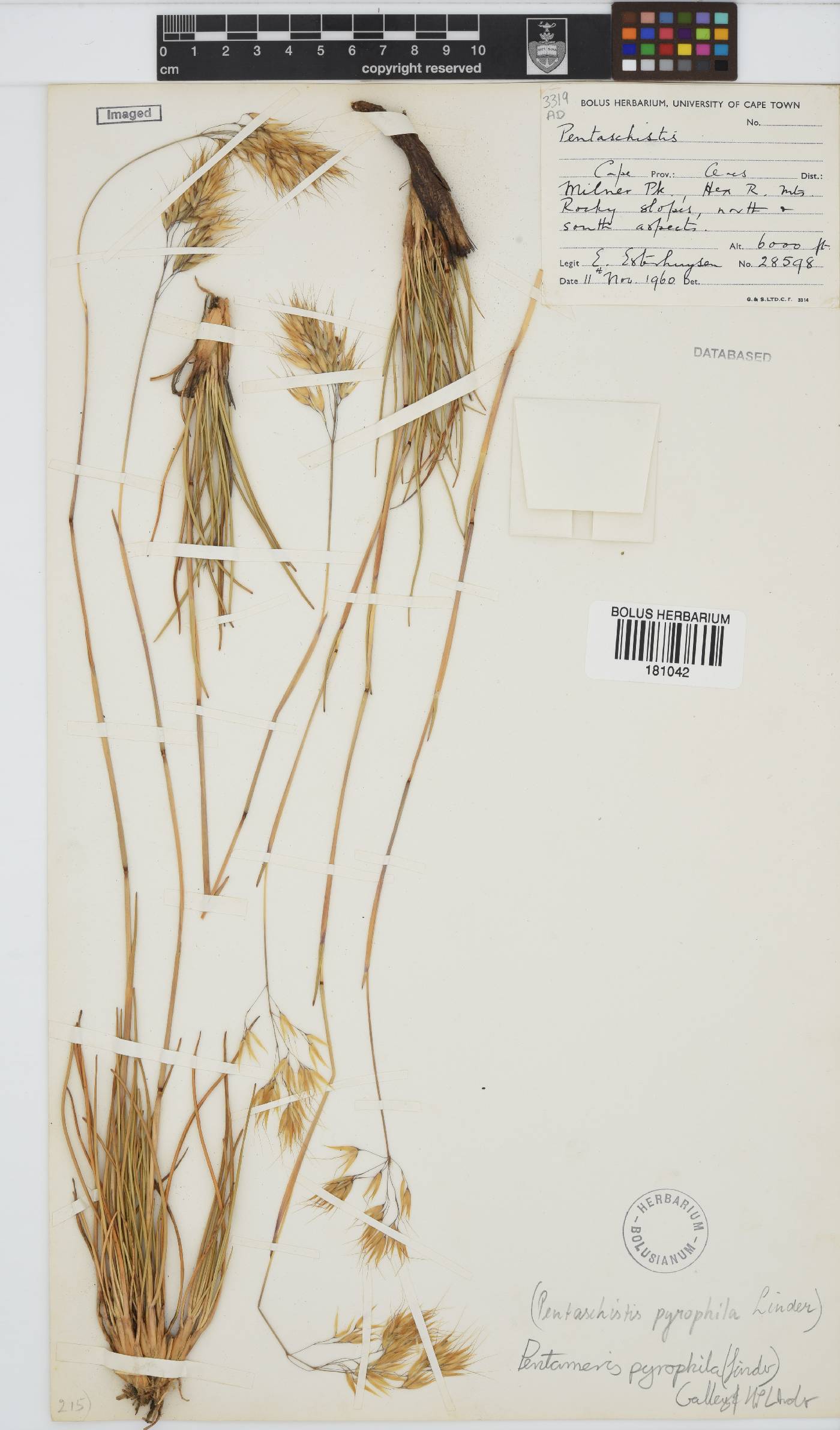 Pentameris pyrophila image