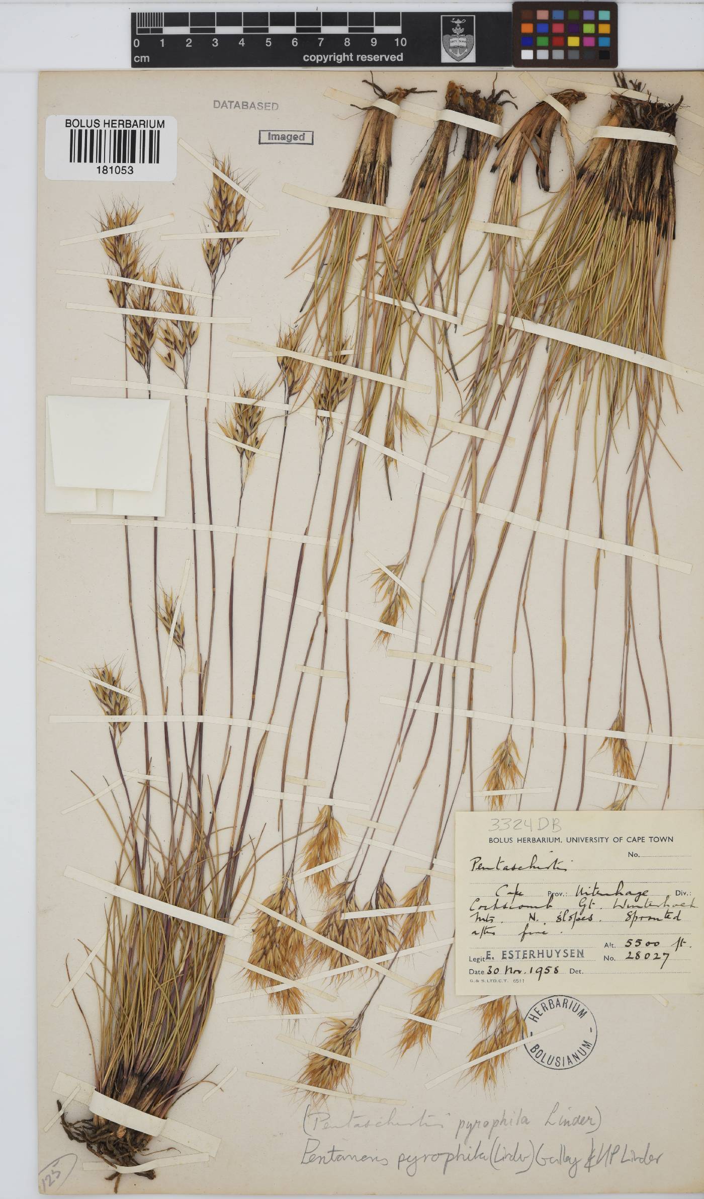 Pentameris pyrophila image