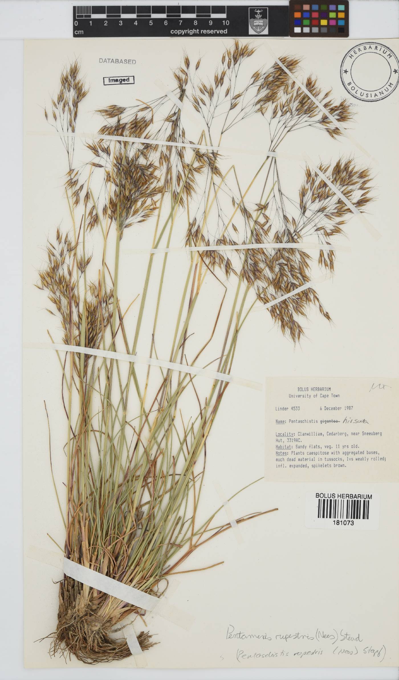 Pentameris rupestris image