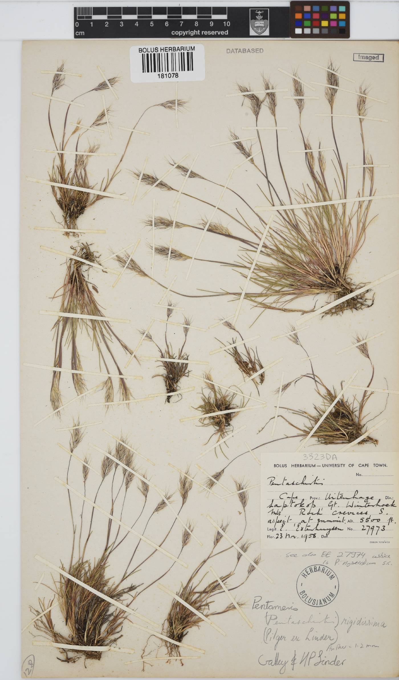 Pentameris rigidissima image