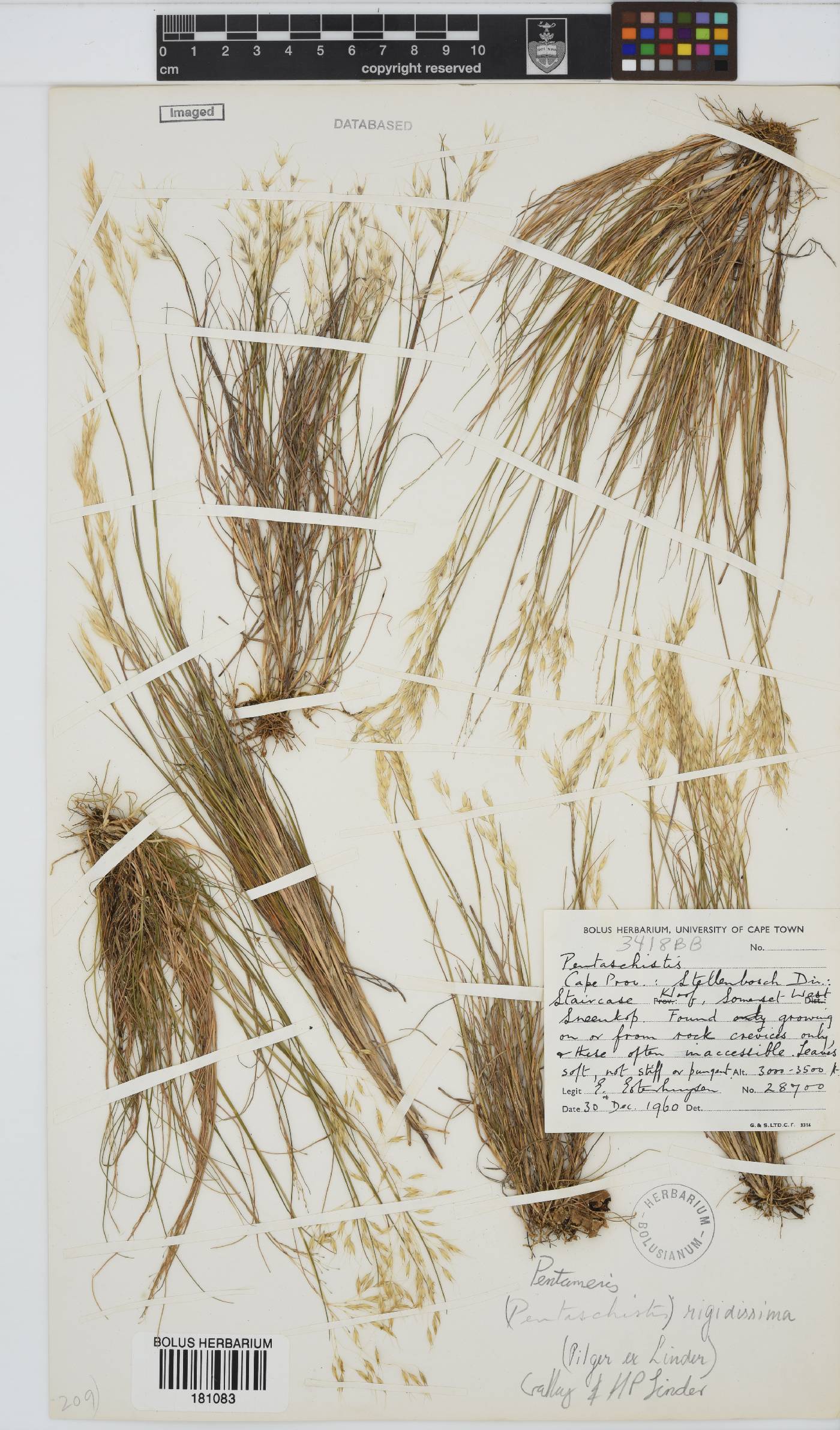 Pentameris rigidissima image