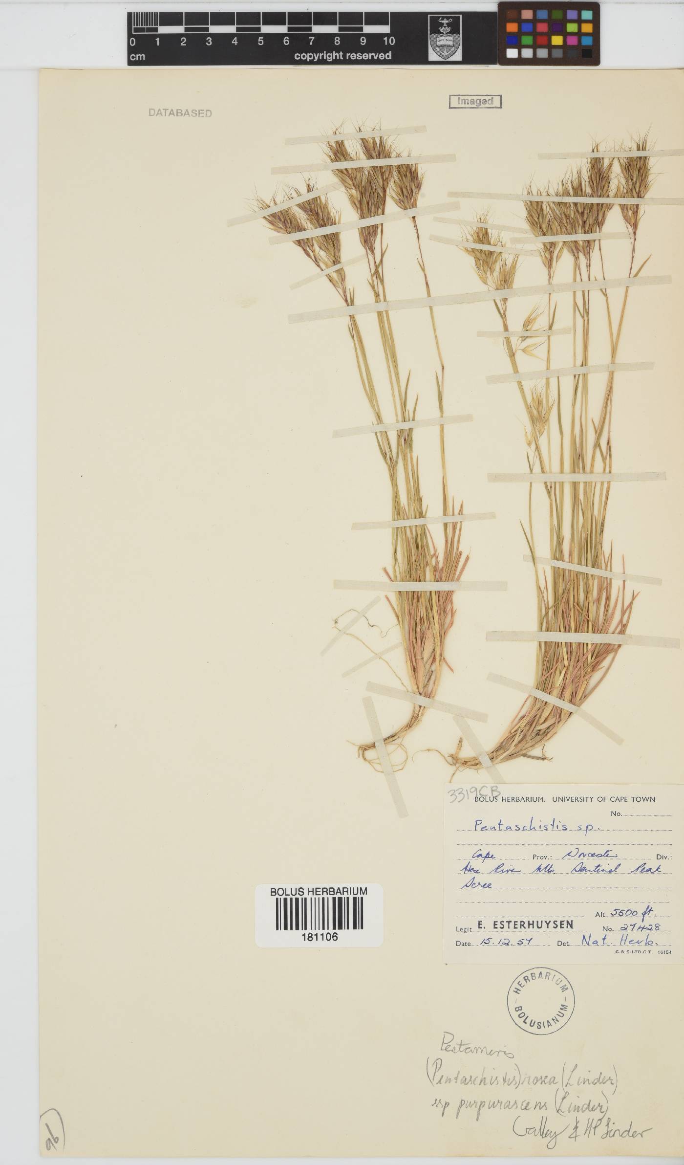 Pentameris rosea subsp. purpurascens image