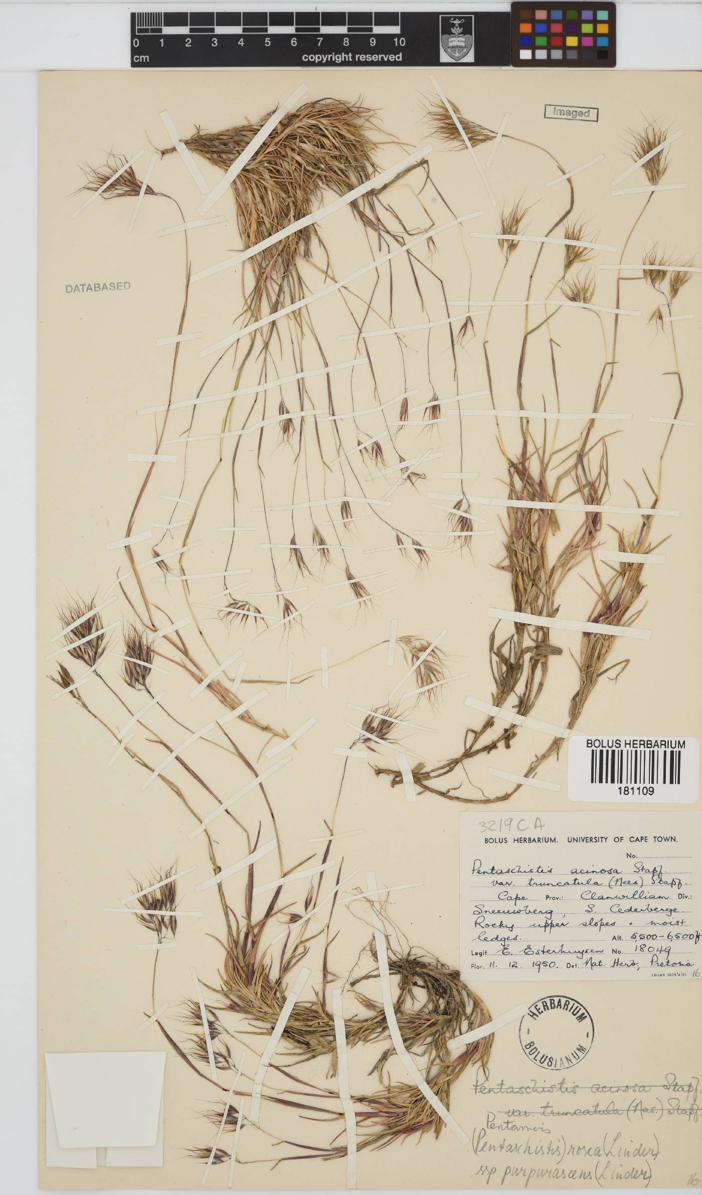 Pentameris rosea subsp. purpurascens image