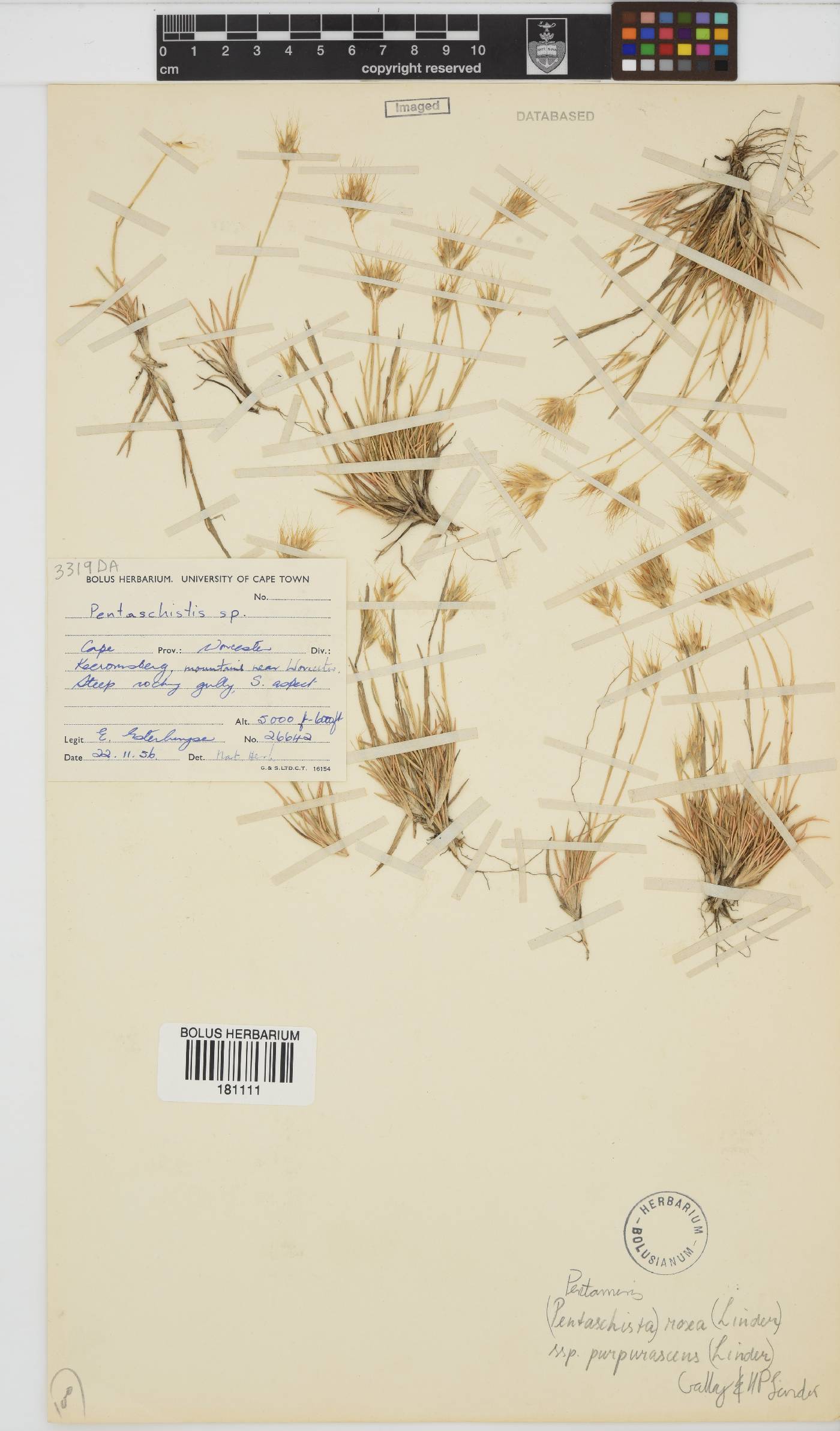 Pentameris rosea subsp. purpurascens image
