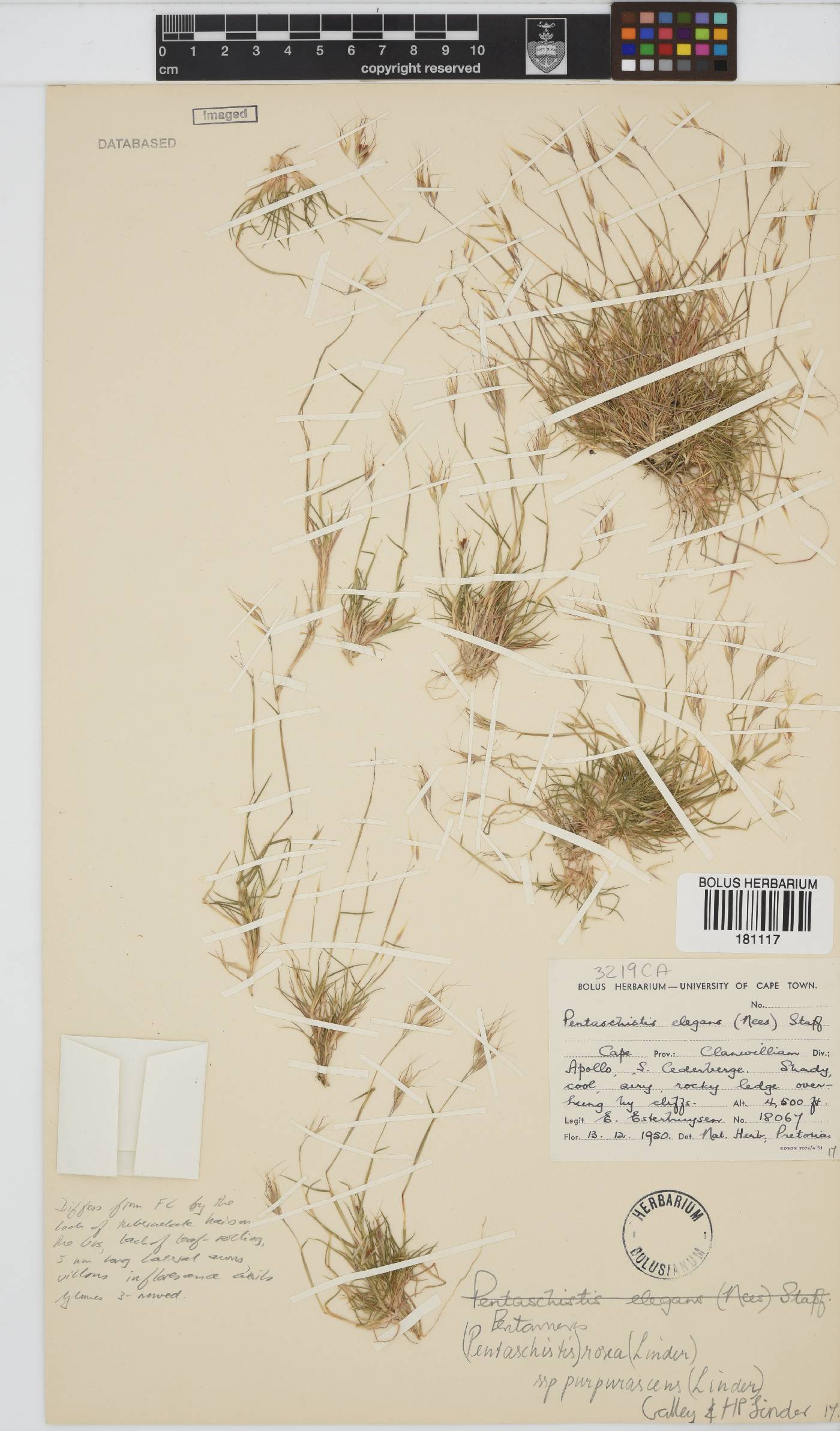Pentameris rosea subsp. purpurascens image