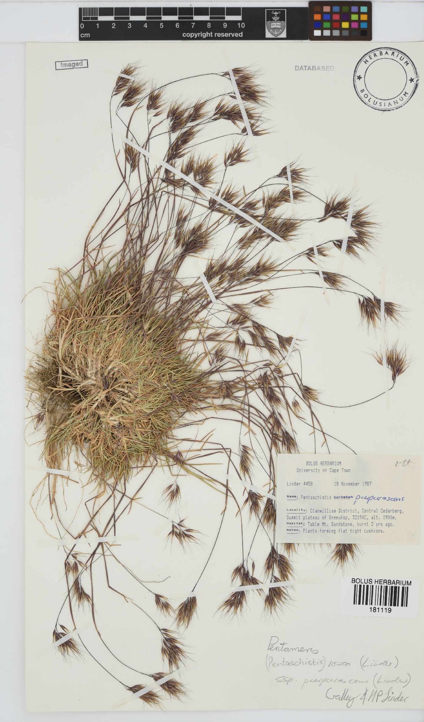 Pentameris rosea subsp. purpurascens image