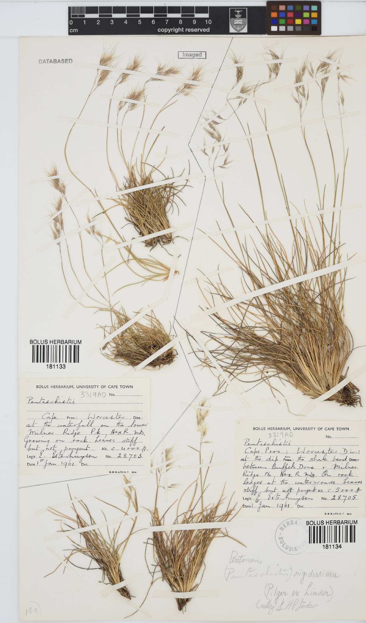 Pentameris rigidissima image