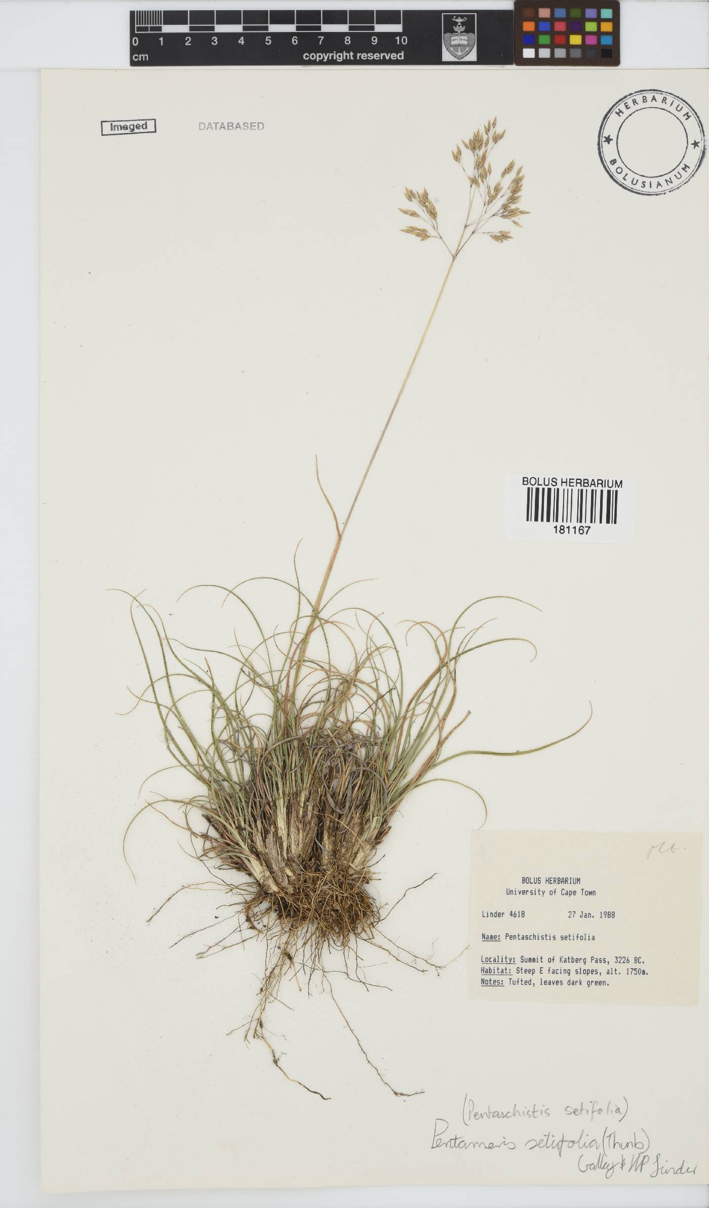Pentameris setifolia image