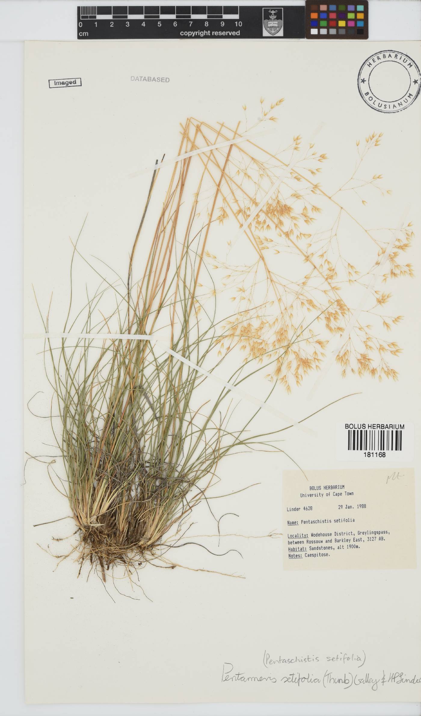 Pentameris setifolia image