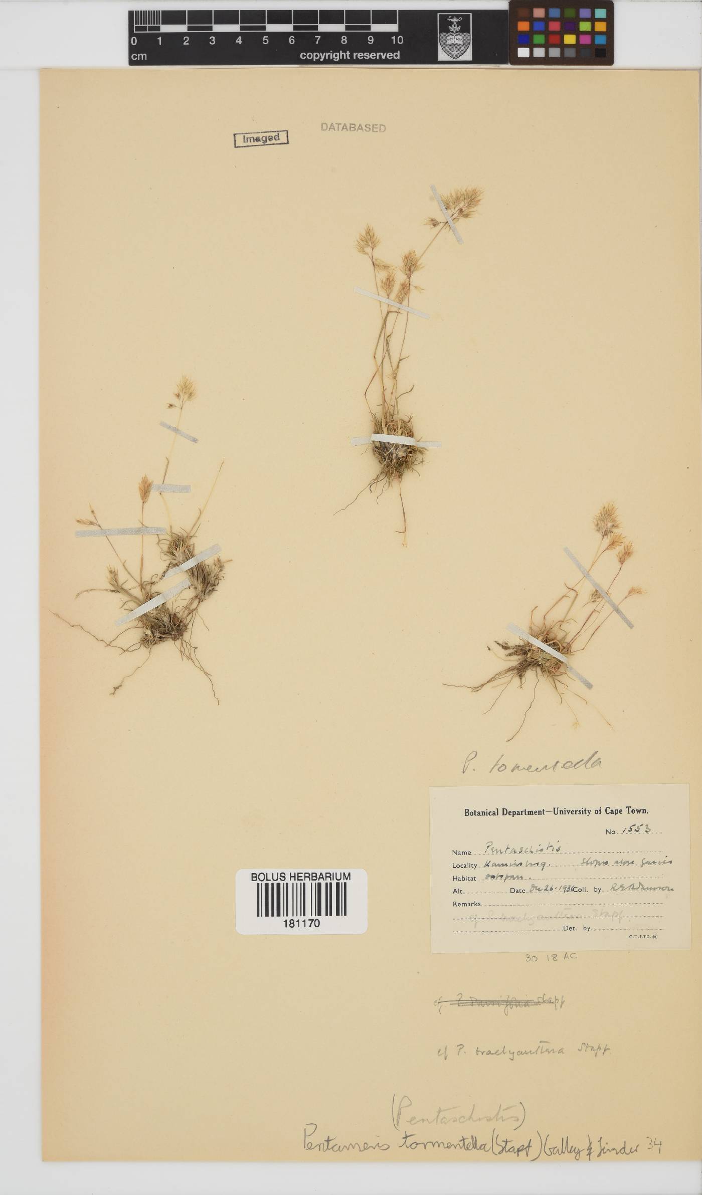 Pentameris tomentella image