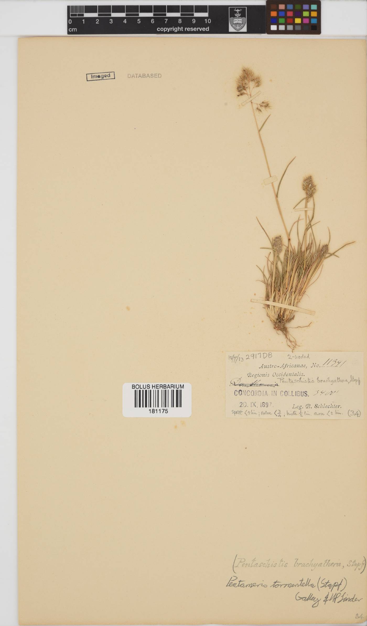 Pentameris tomentella image