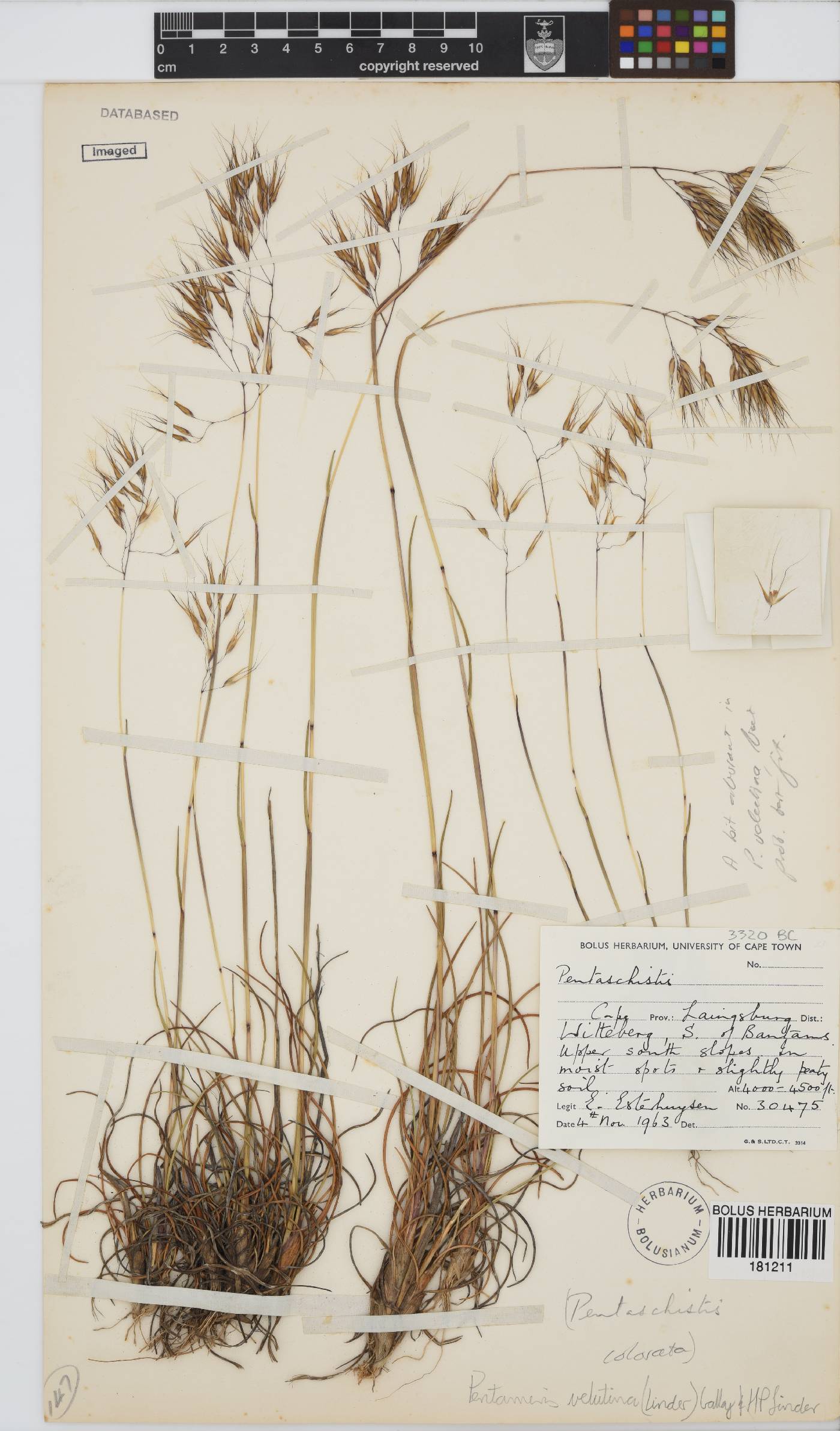 Pentameris velutina image