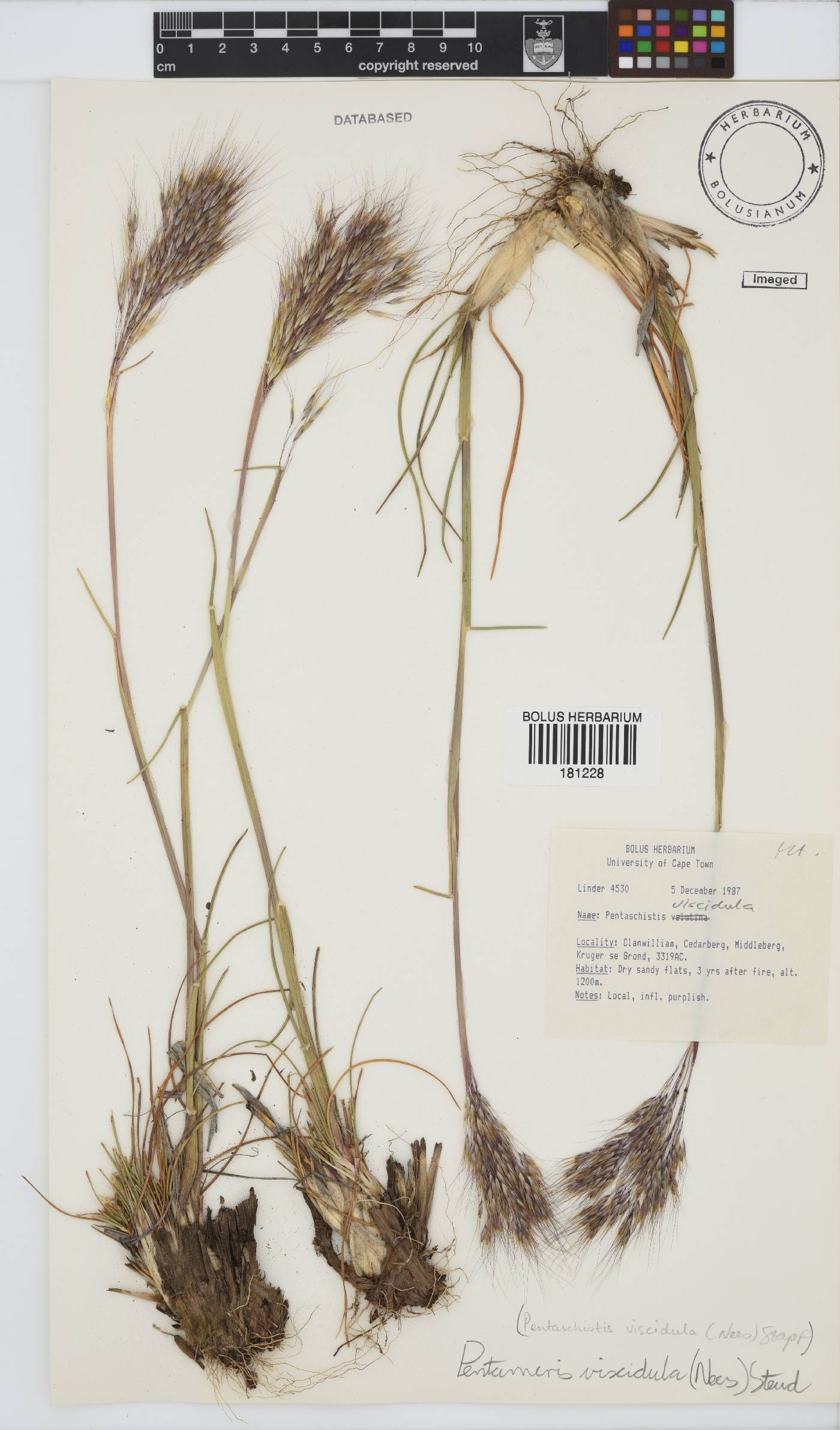 Pentameris viscidula image