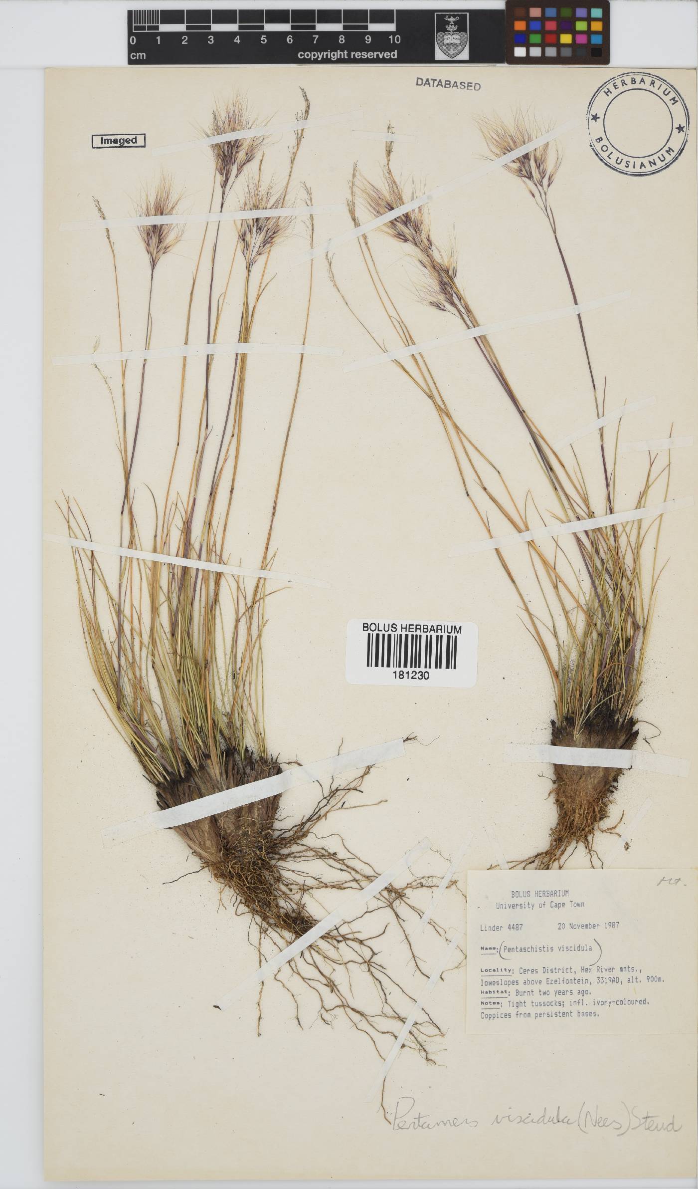 Pentameris viscidula image