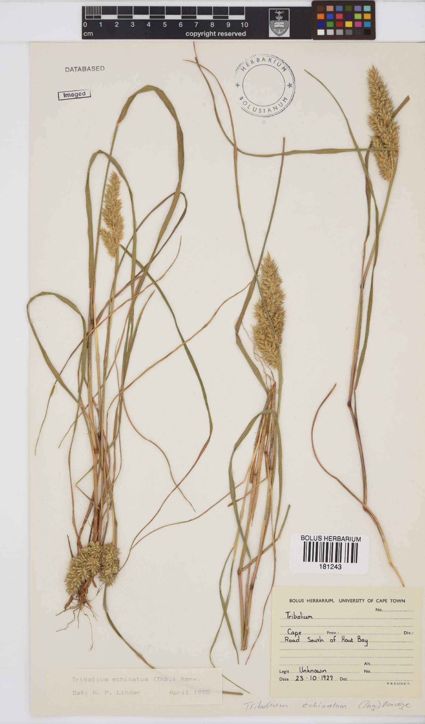 Tribolium echinatum image