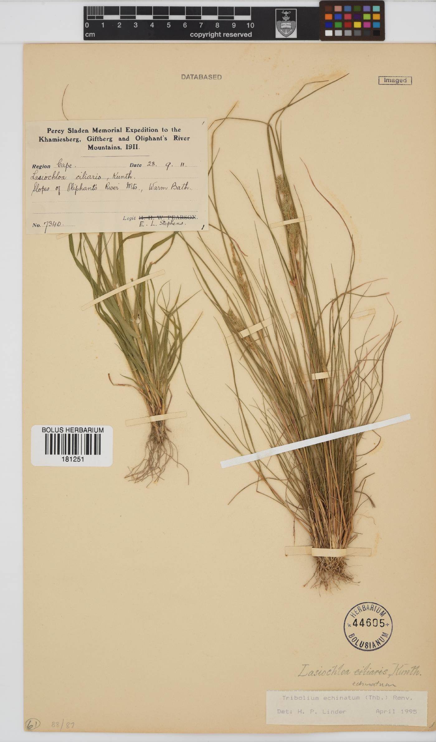 Tribolium echinatum image