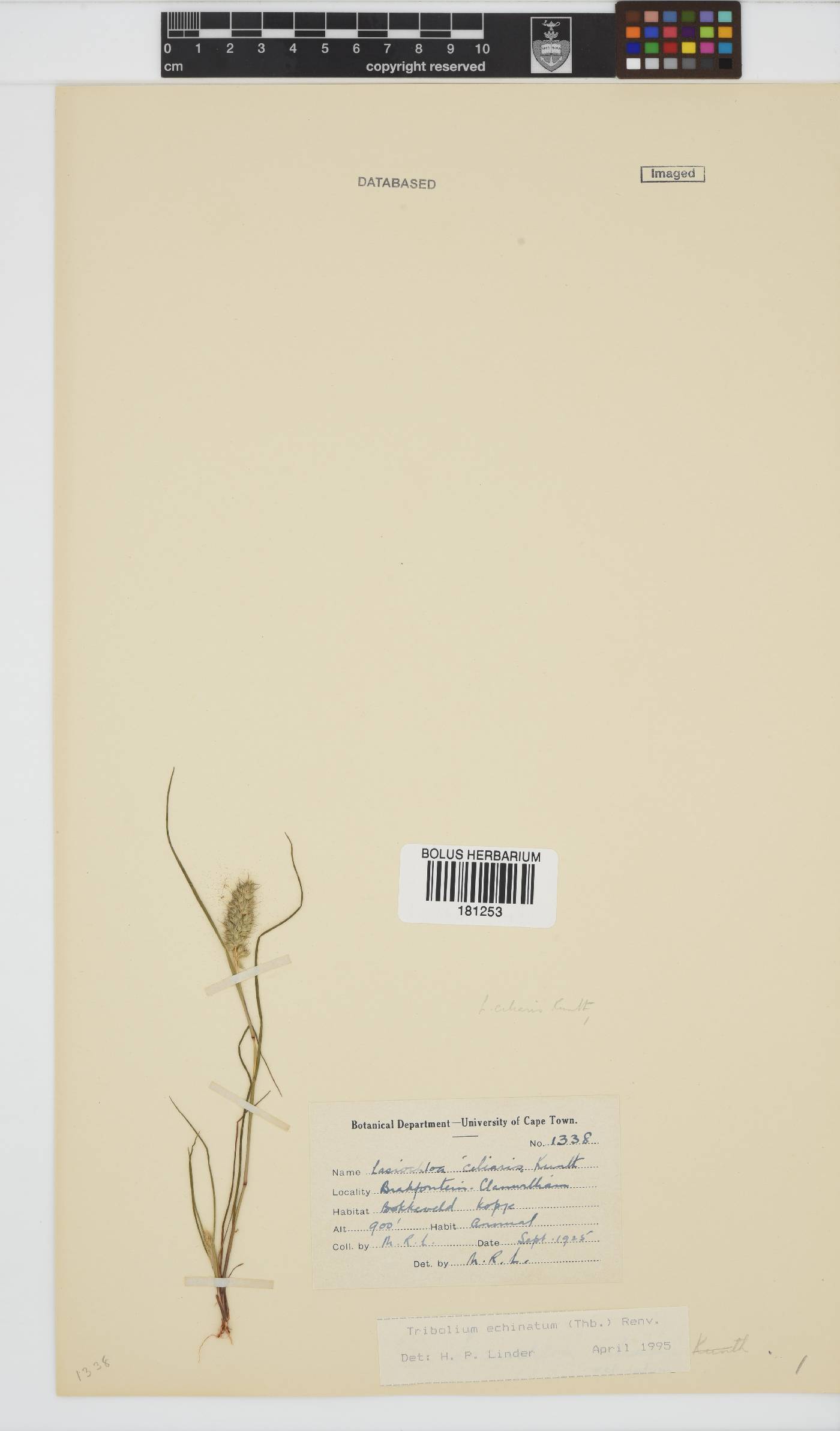 Tribolium echinatum image
