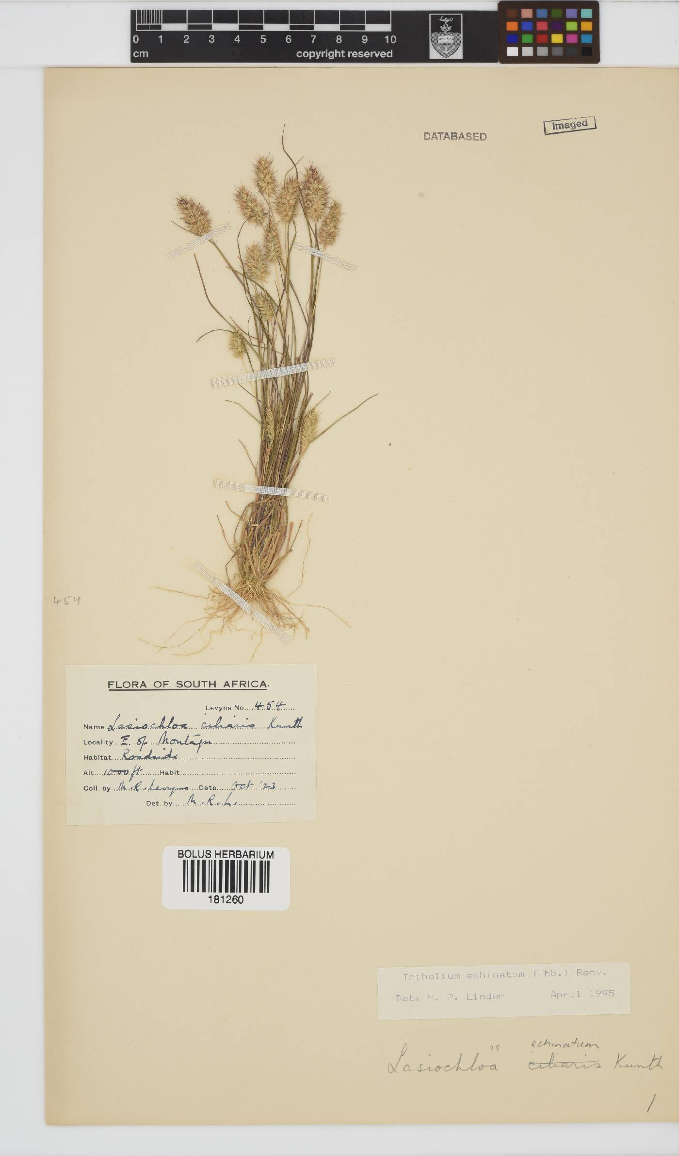 Tribolium echinatum image