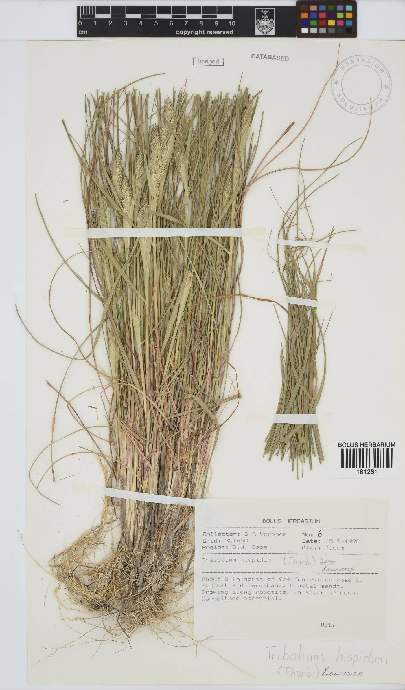 Tribolium hispidum image