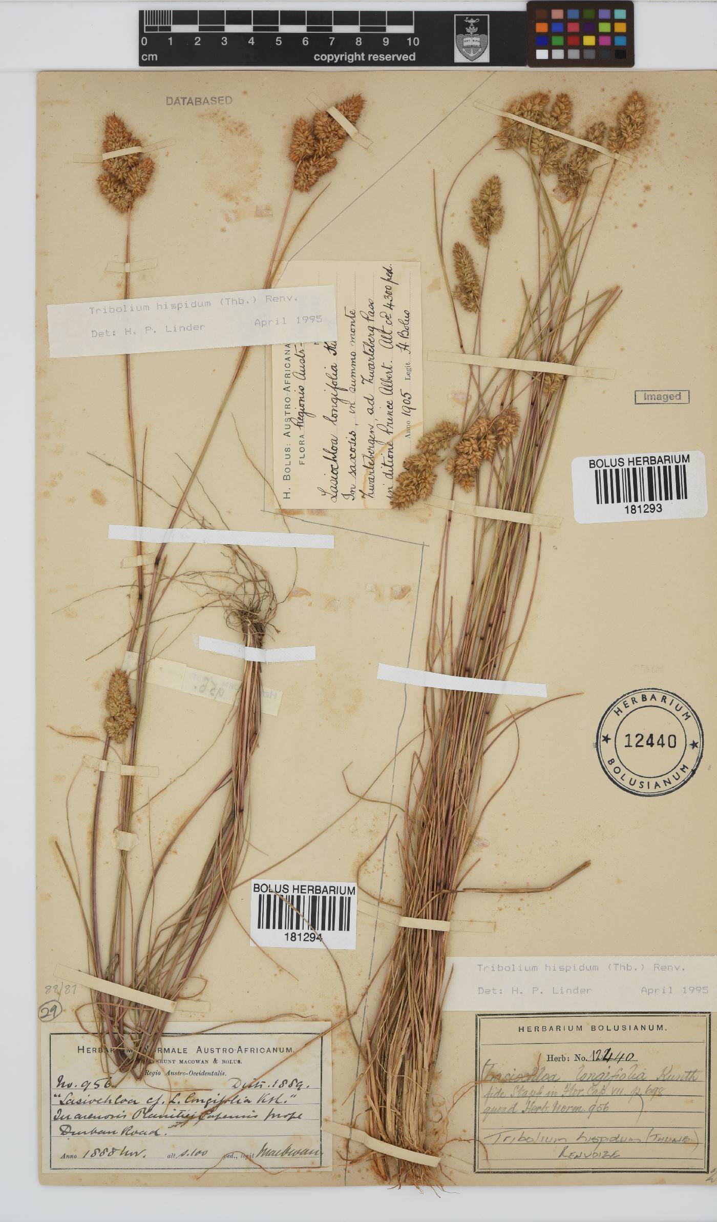 Tribolium hispidum image
