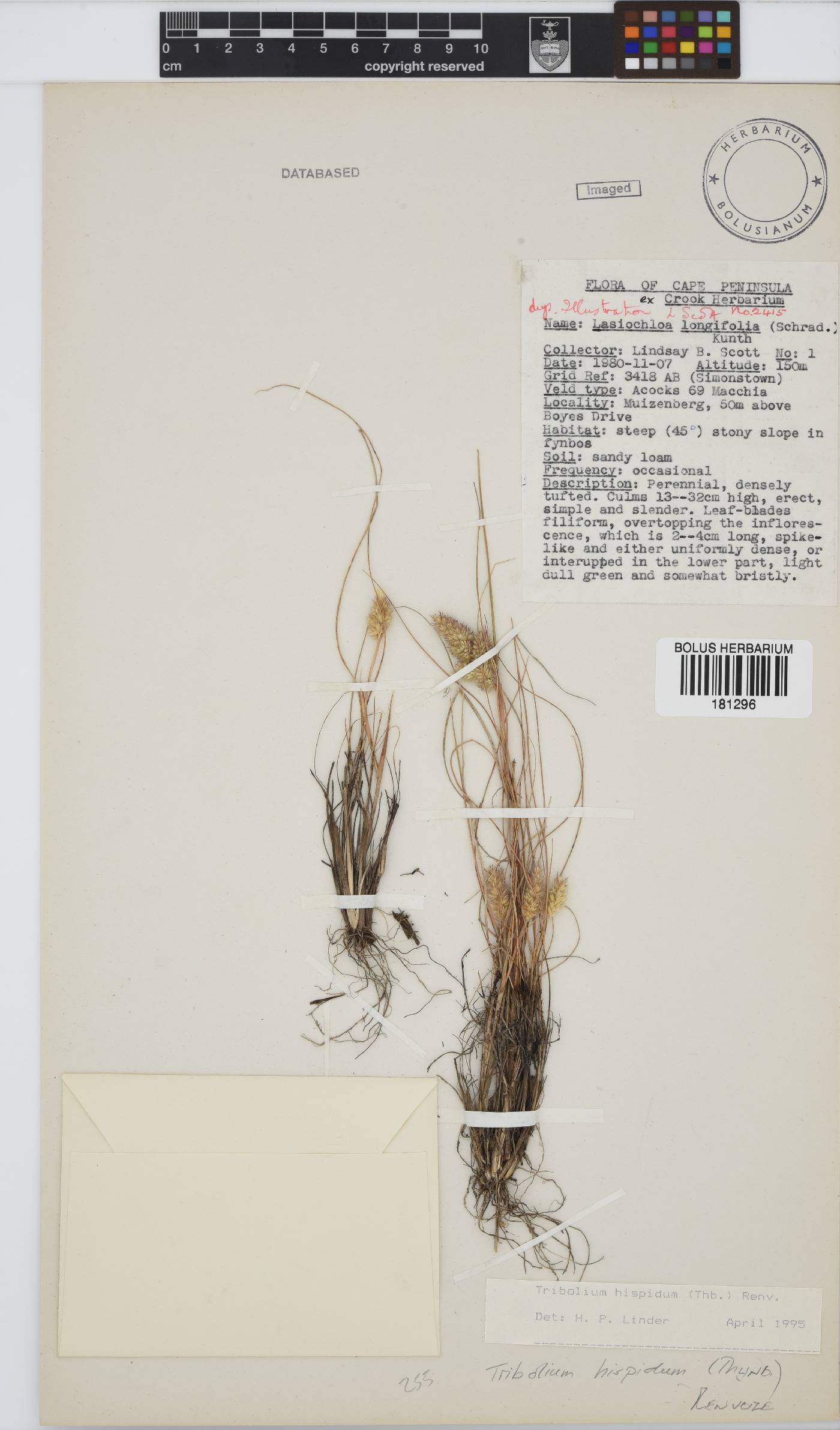 Tribolium hispidum image