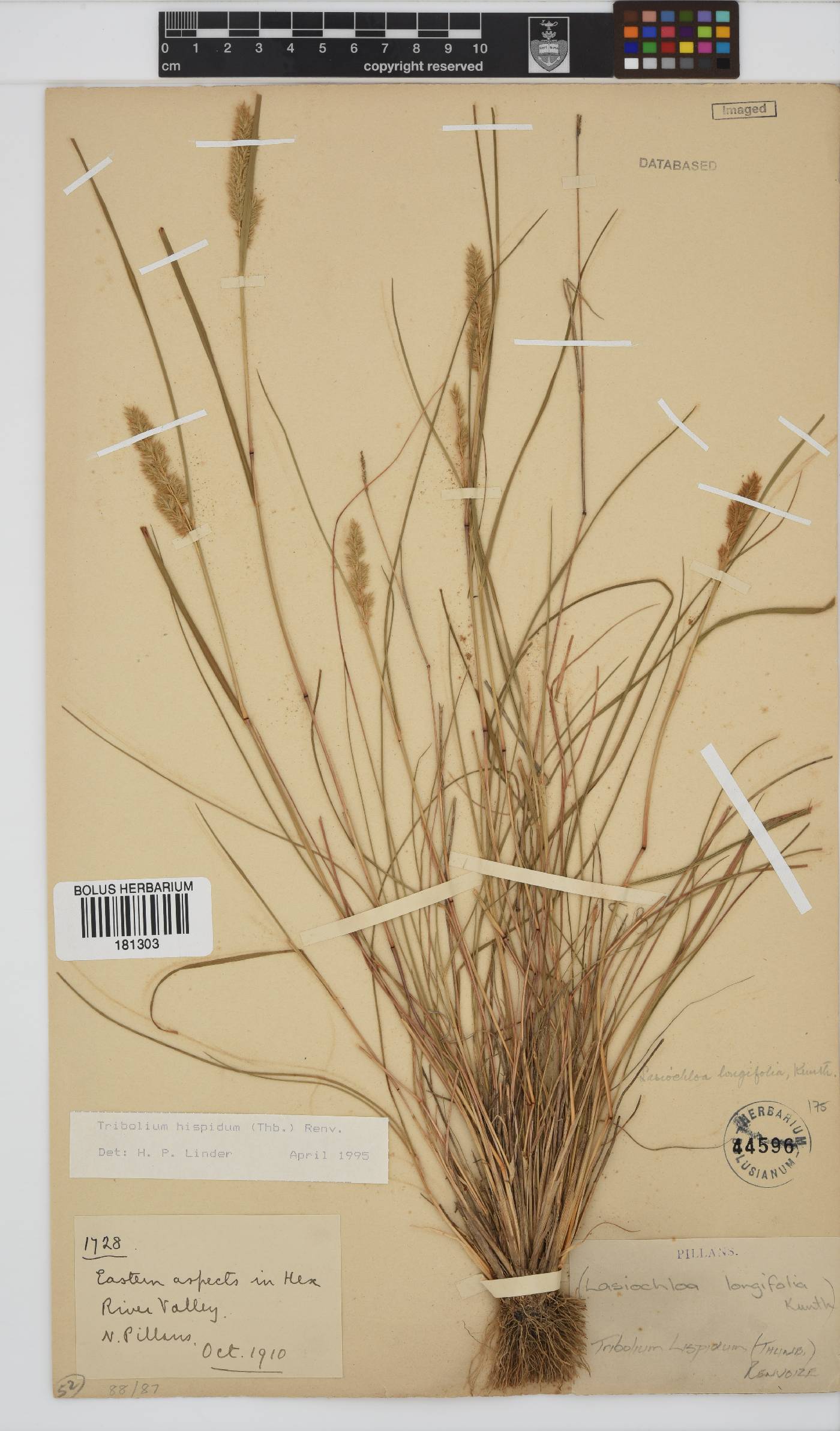Tribolium hispidum image
