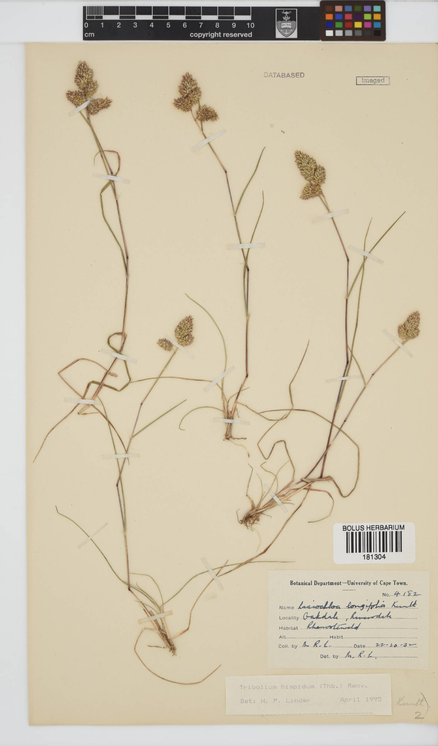 Tribolium hispidum image